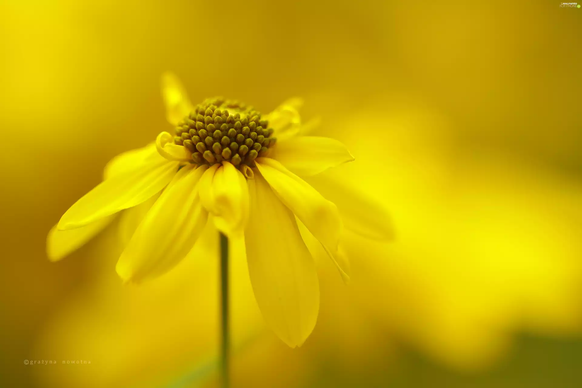 Colourfull Flowers, Green-headed Coneflower, Yellow