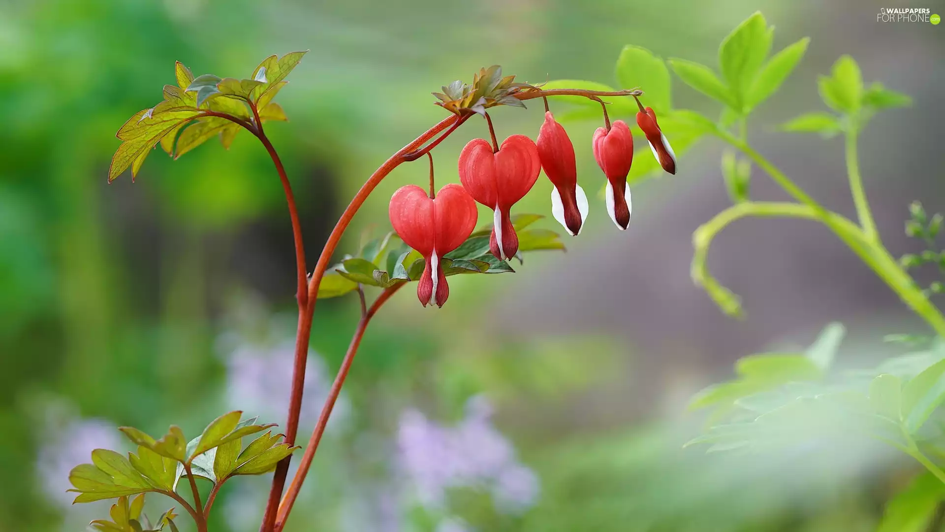 leaves, Flowers, Bleeding Heart