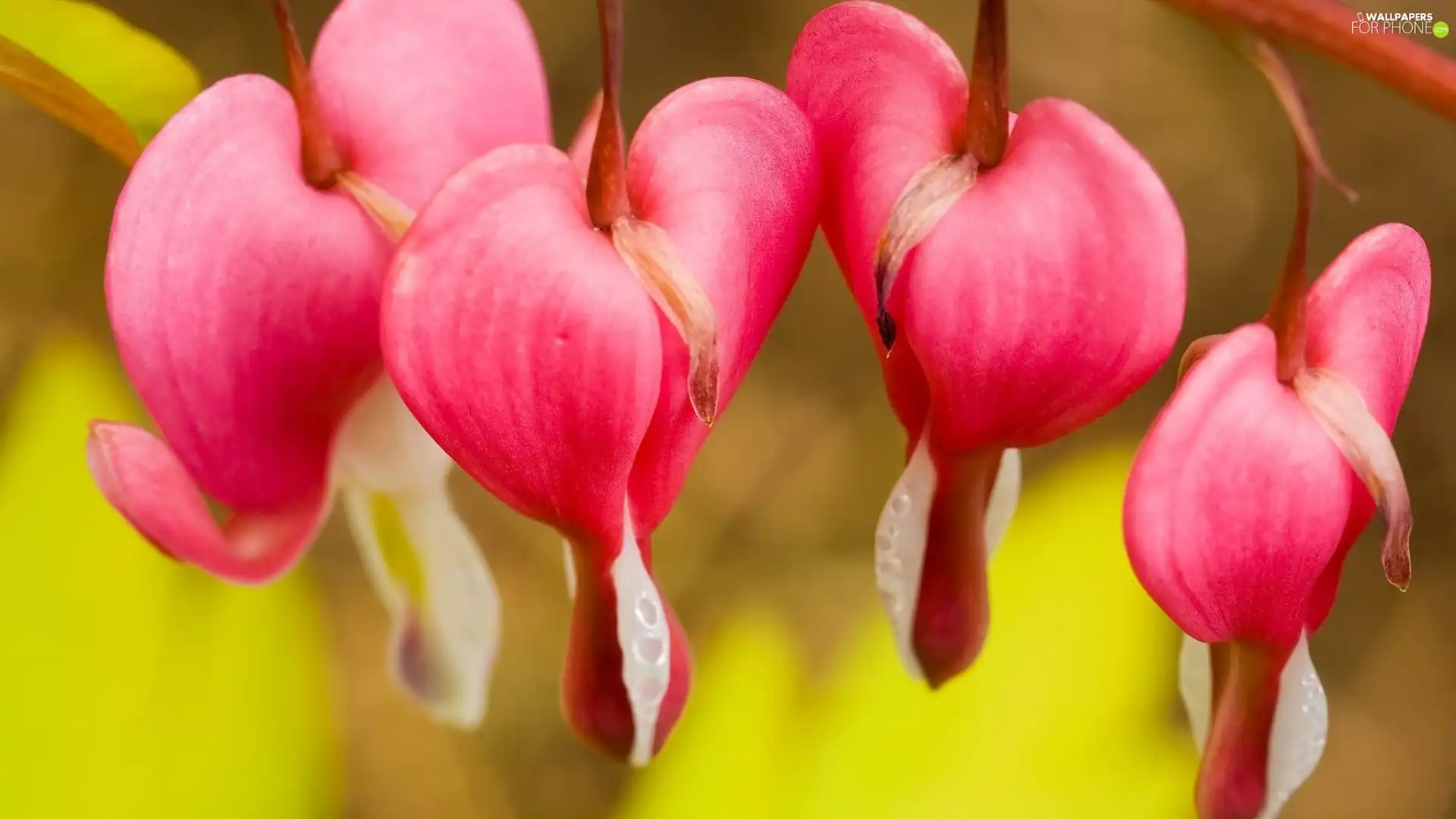 hearts, Flowers, Pink