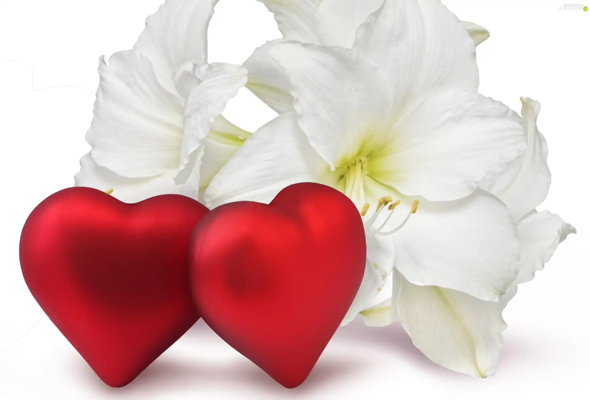 White, Red, hearts, lilies