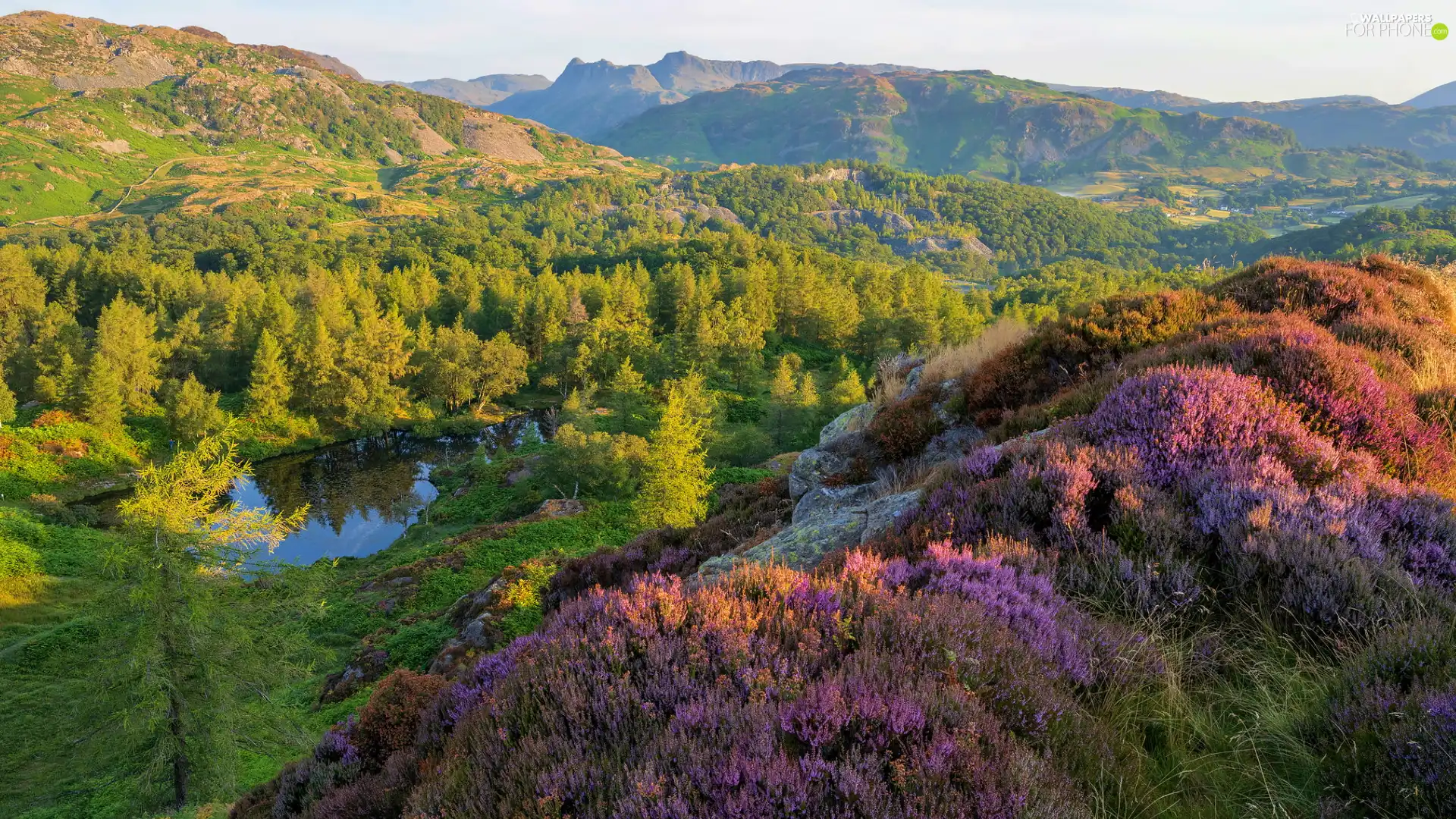 trees, green ones, lake, woods, Mountains, viewes, heath