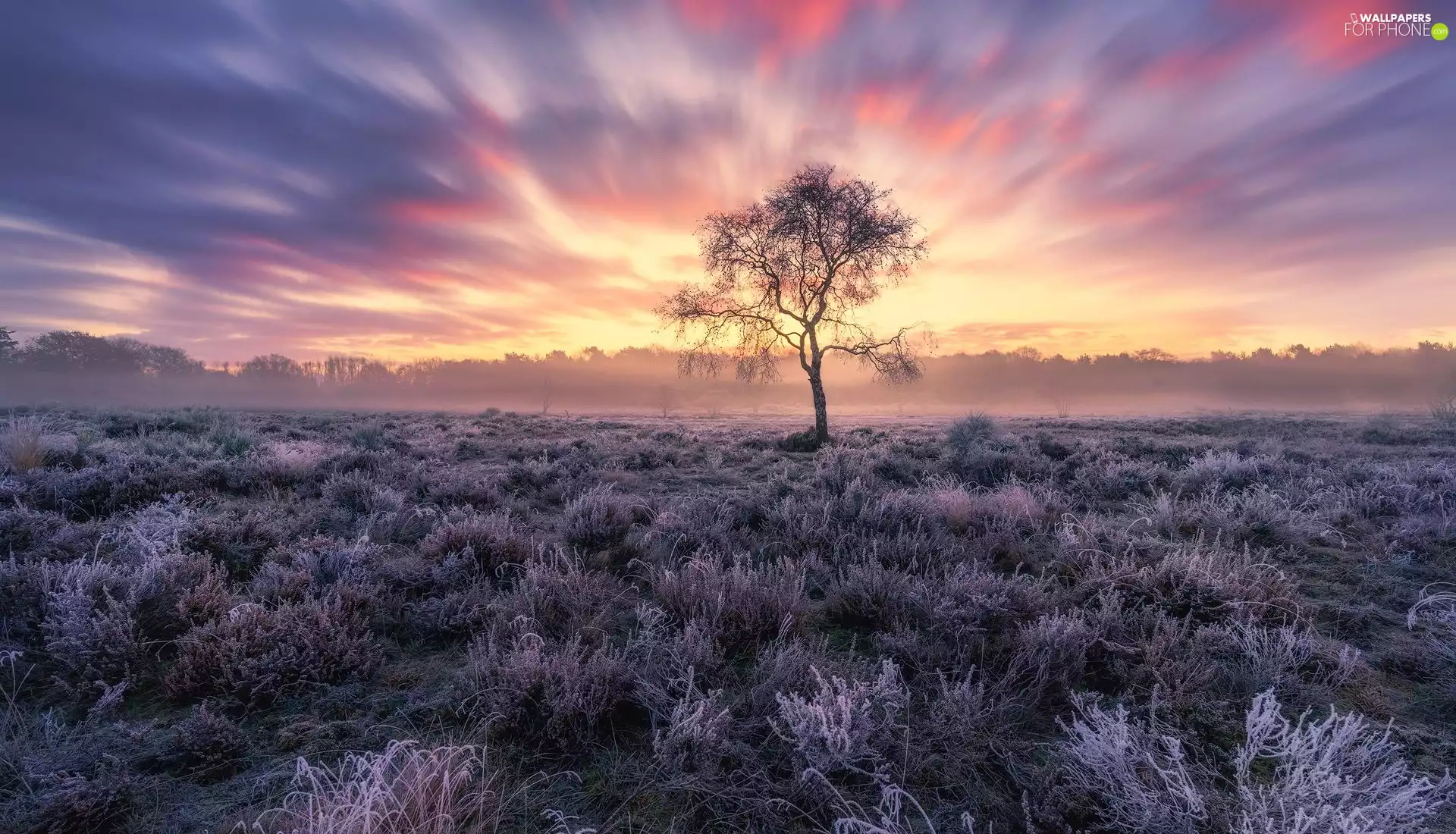 grass, trees, Sunrise, heath, White frost, frosted