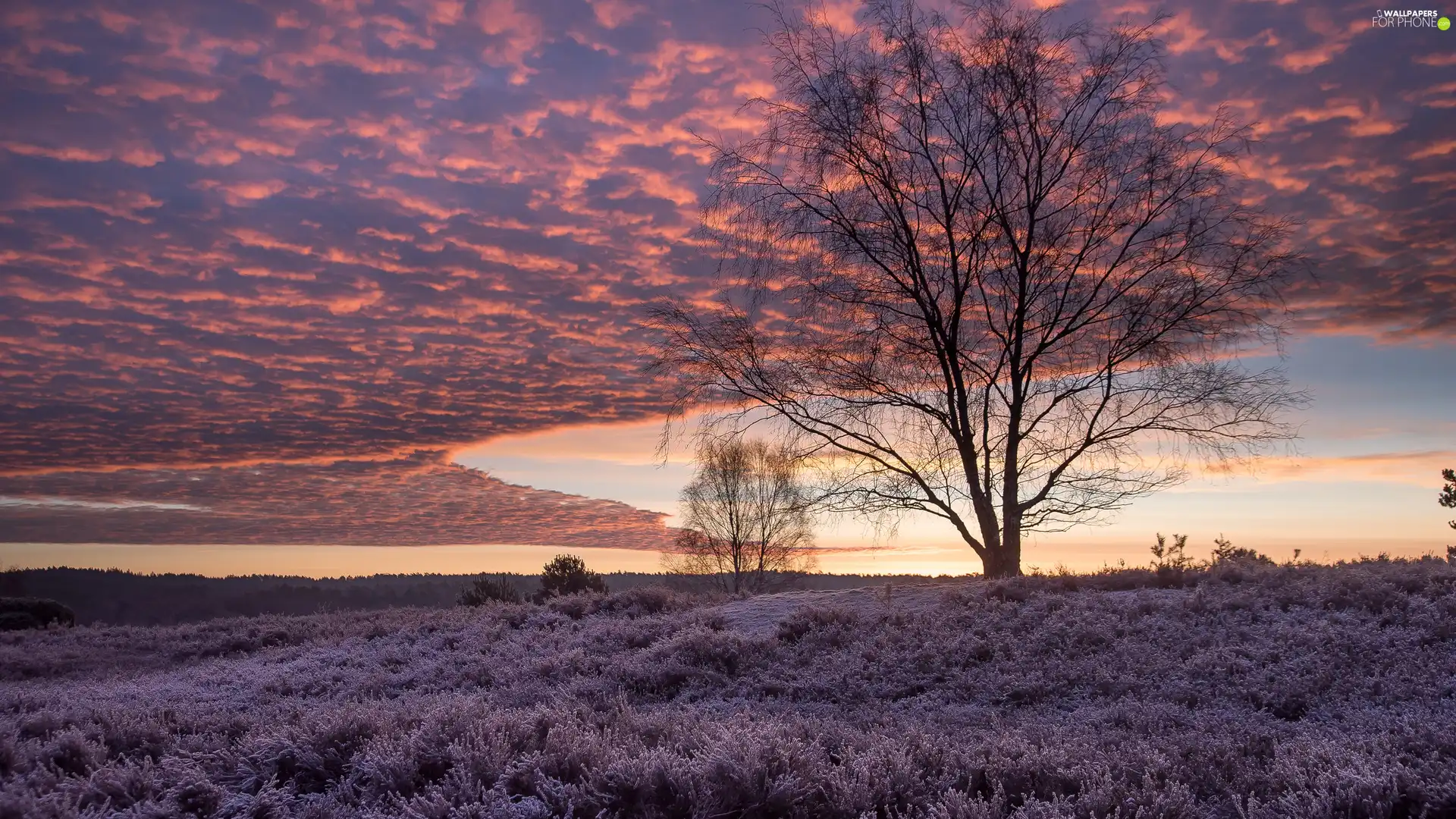 Great Sunsets, clouds, heath, heathers, trees