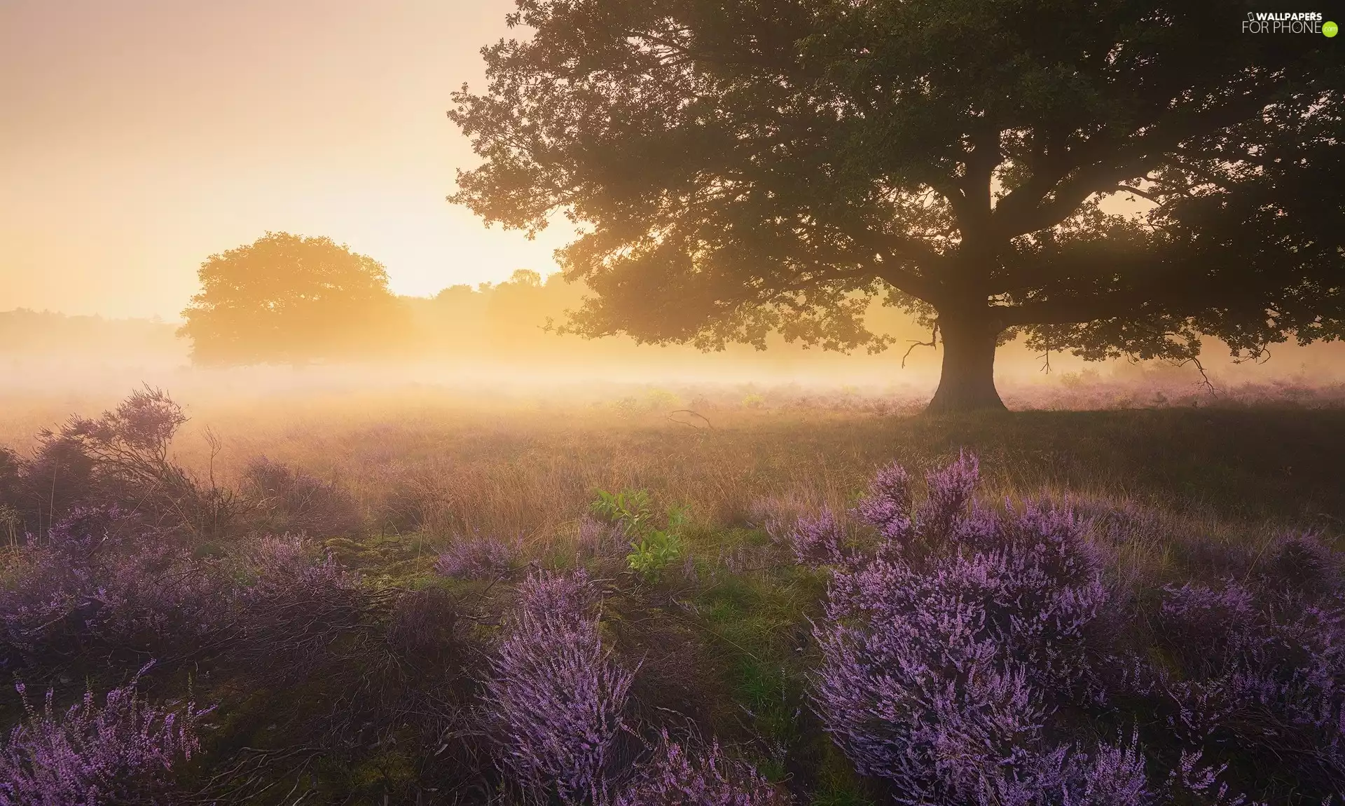 Fog, heath, trees, viewes, heathers