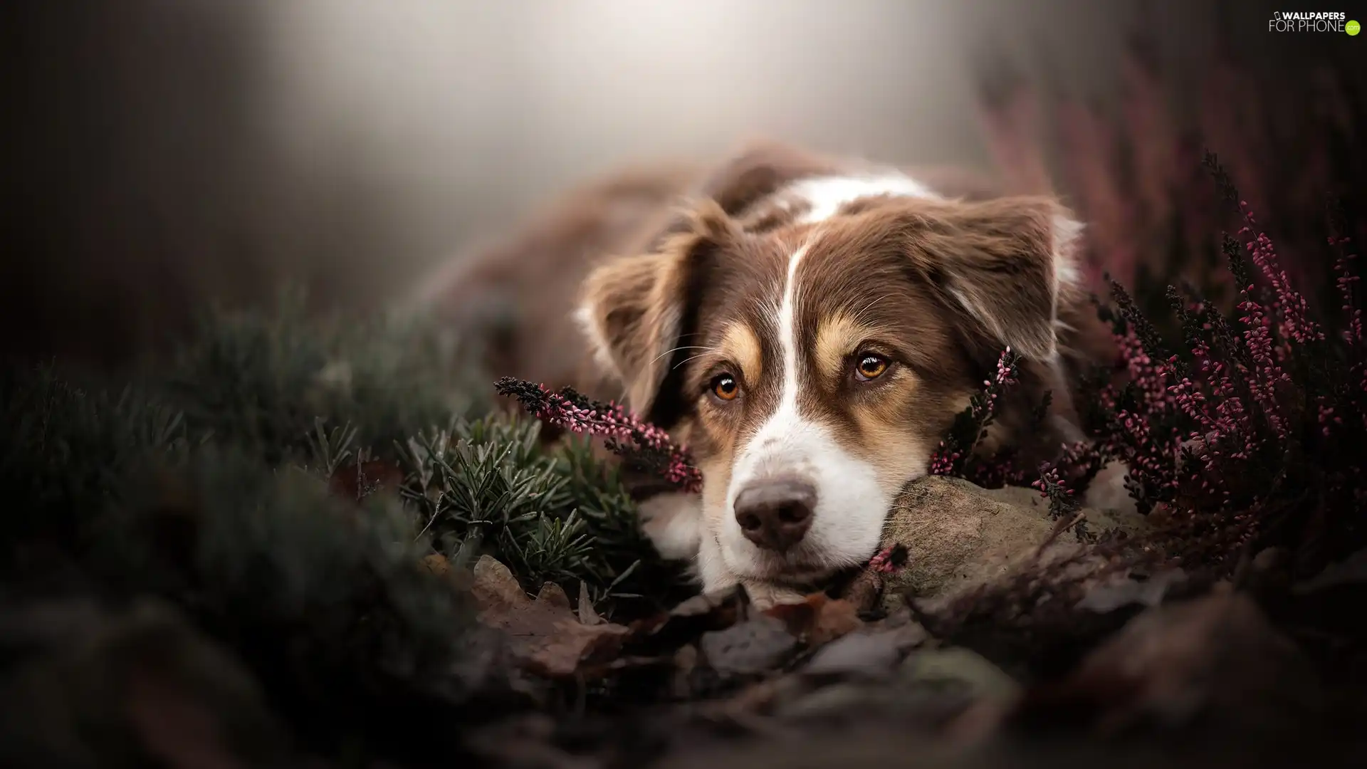 dog, muzzle, heather, Australian Shepherd
