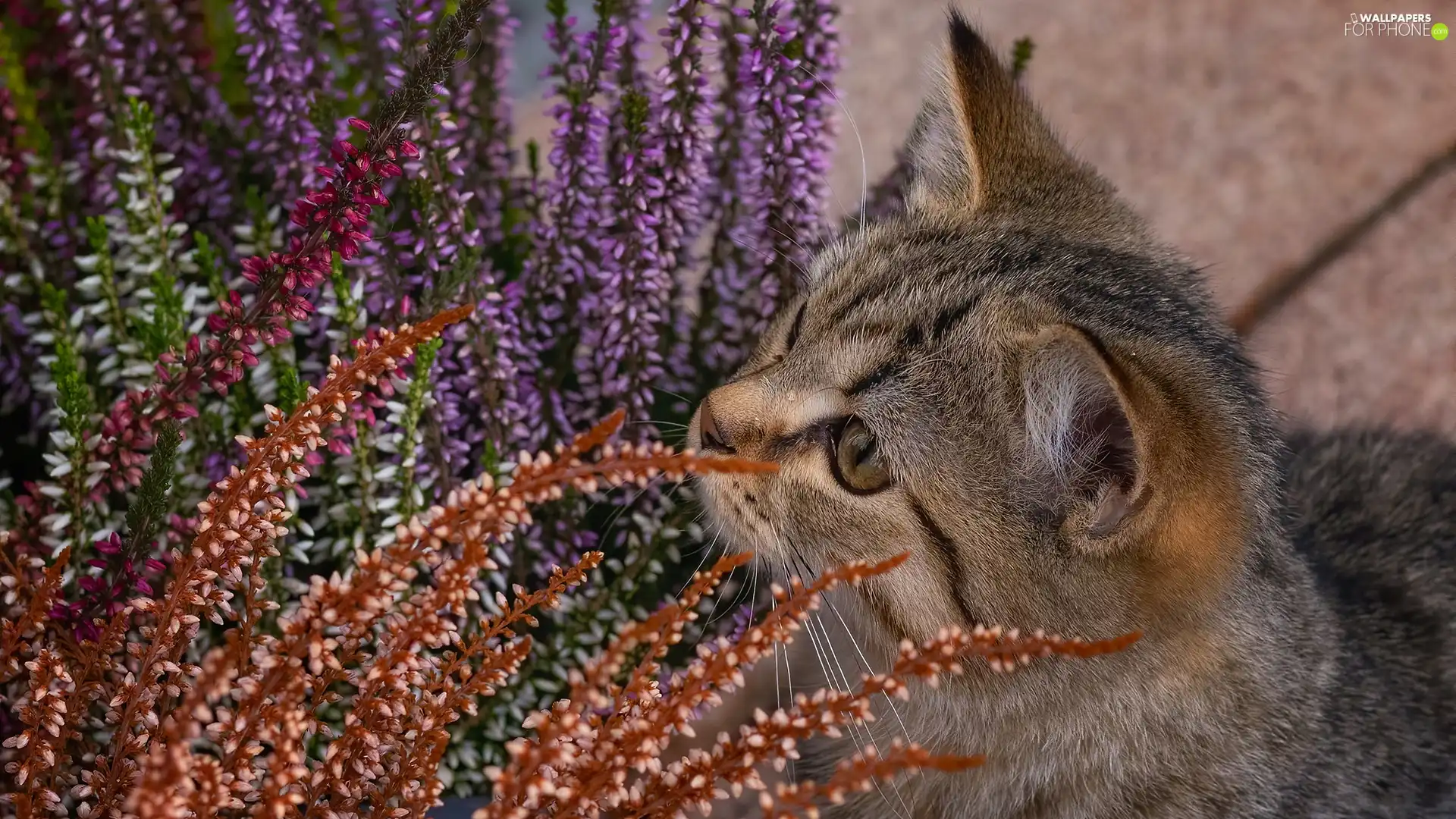 heather, gazing, cat