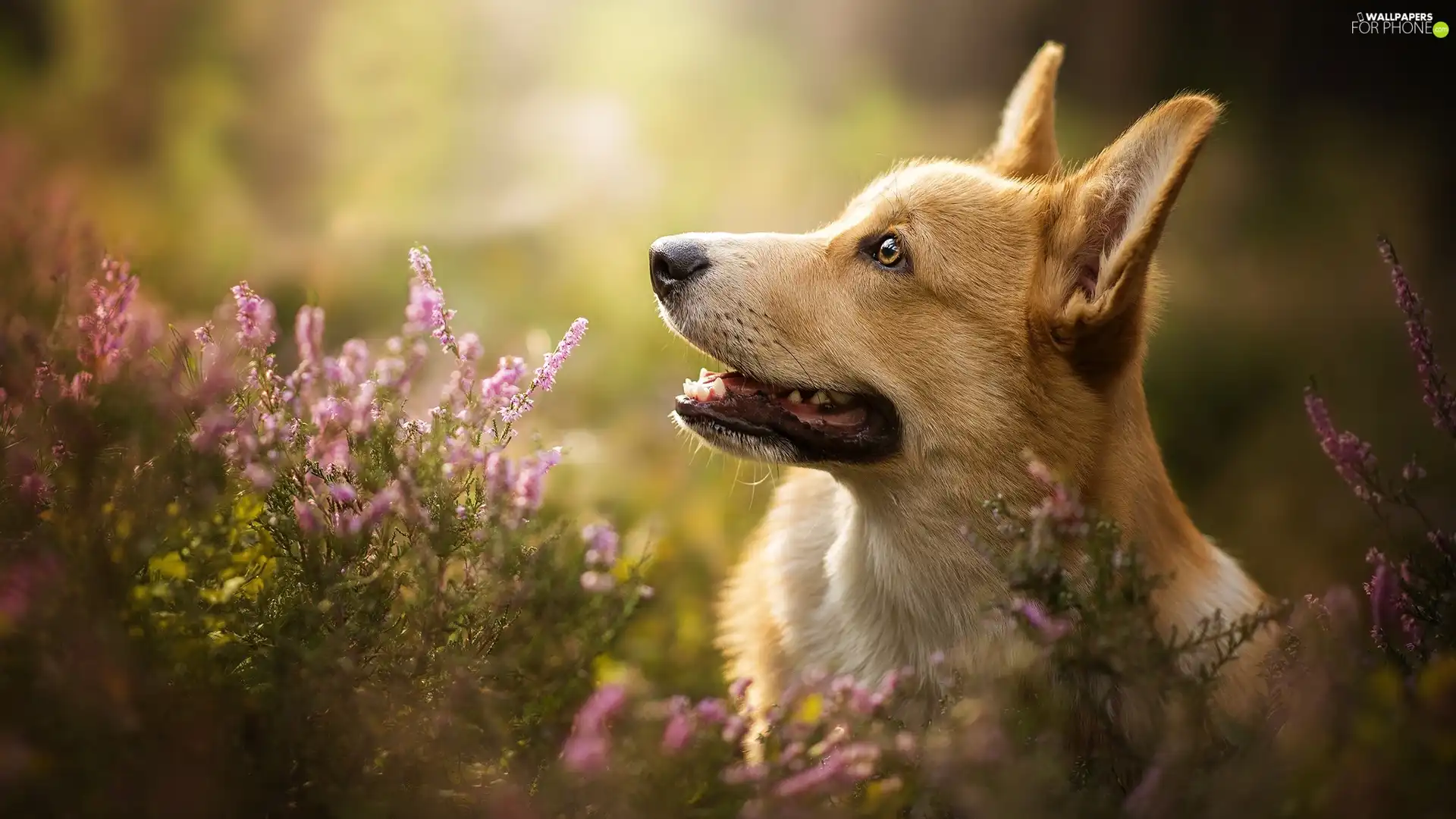 dog, muzzle, heather, Welsh corgi pembroke