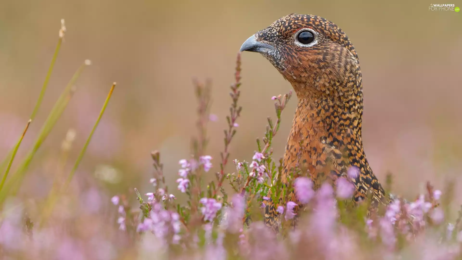 nose, heather, partridge, Head, Bird