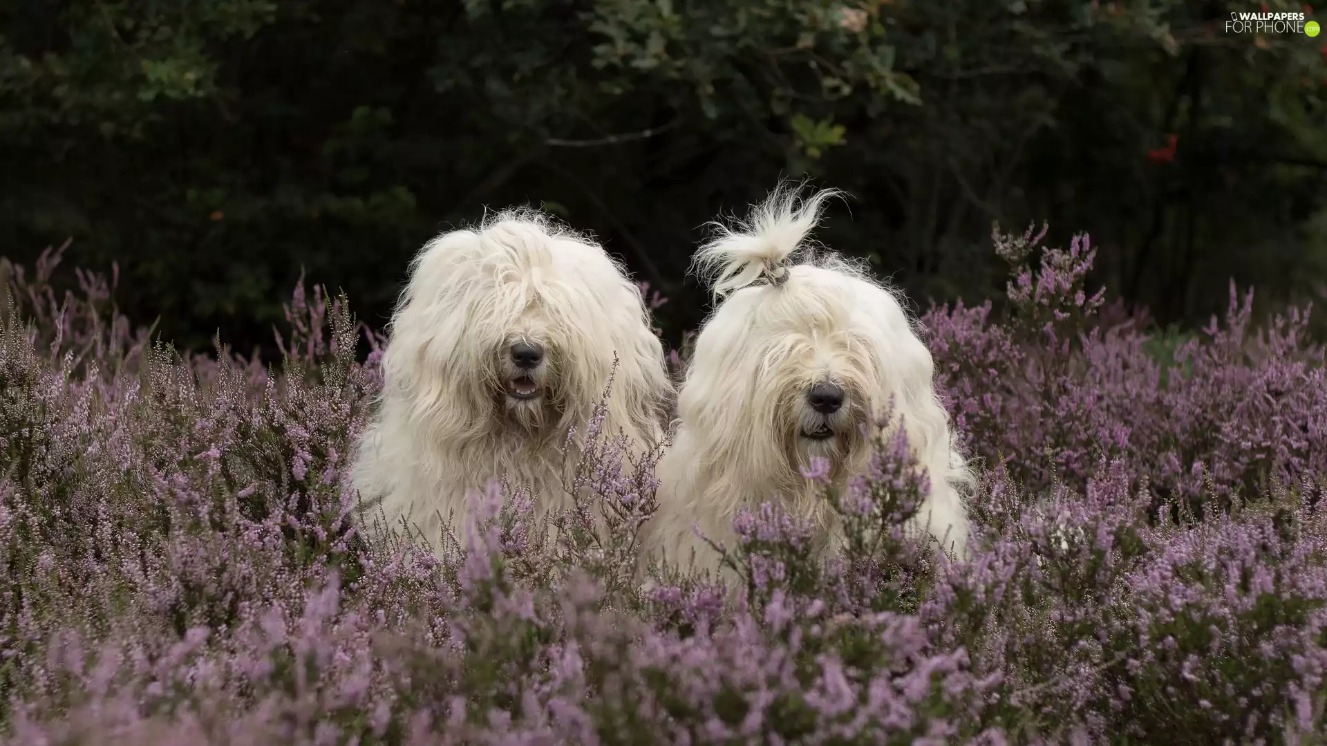 heathers, Shepherds, Bobtails