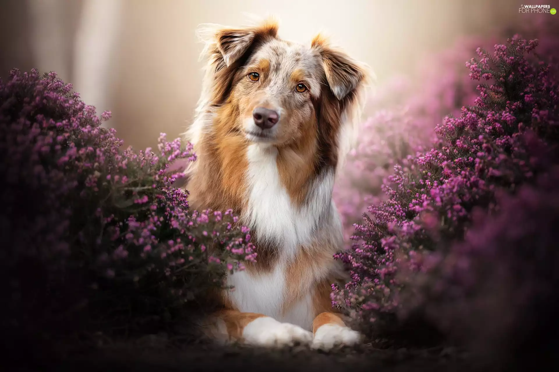 dog, Australian Shepherd, heathers, Brown and white