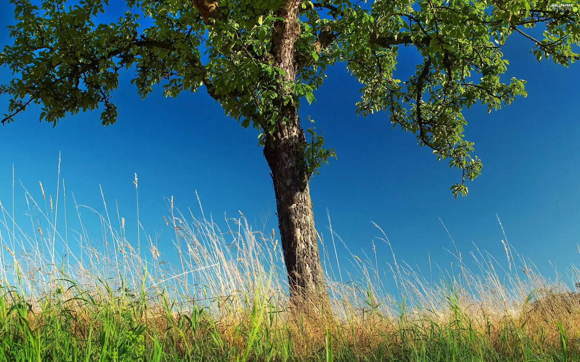 trees, azure, Heaven, grass