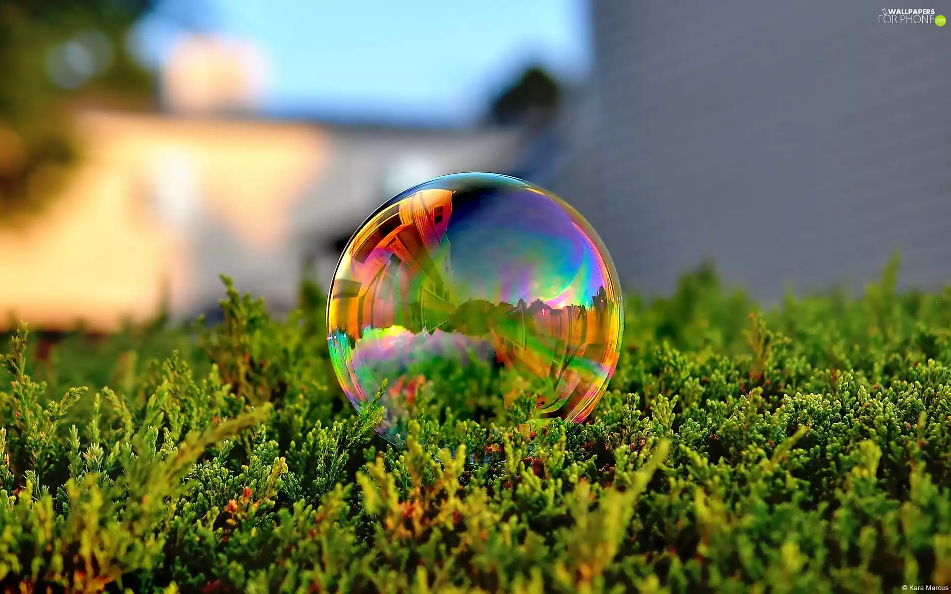 hedge, Coloured, bubble