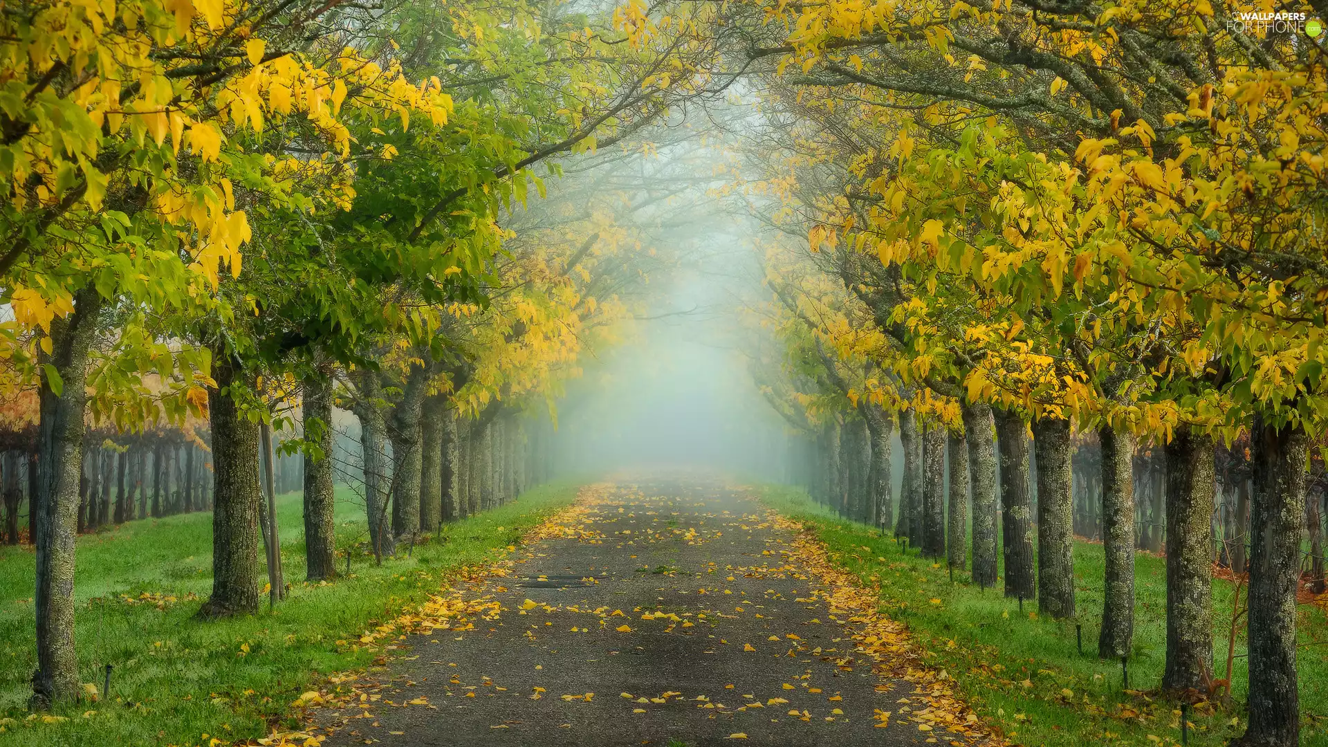 Calistoga, The United States, Way, autumn, trees, Fog, Apple trees, Napa County, State of California, viewes, hedge