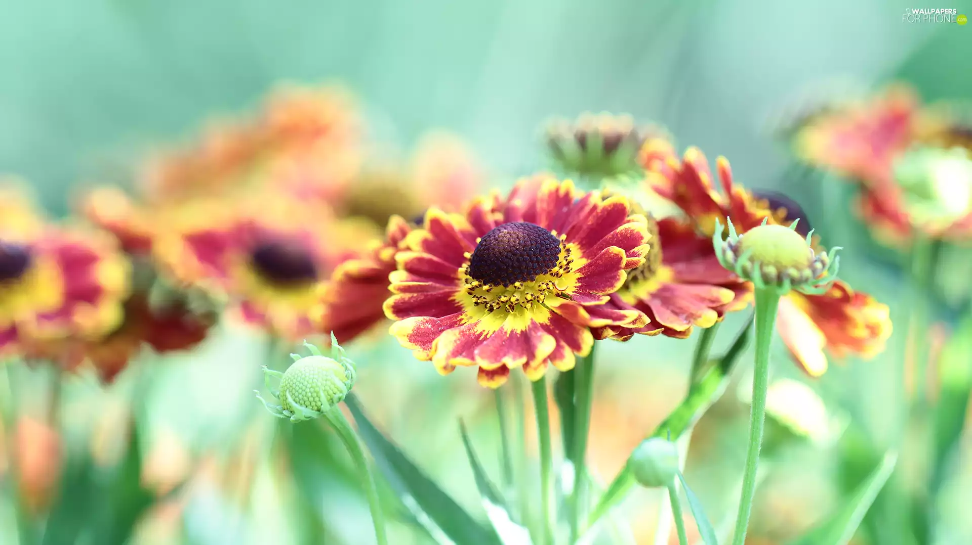 Red, Helenium Hybridum, Colourfull Flowers