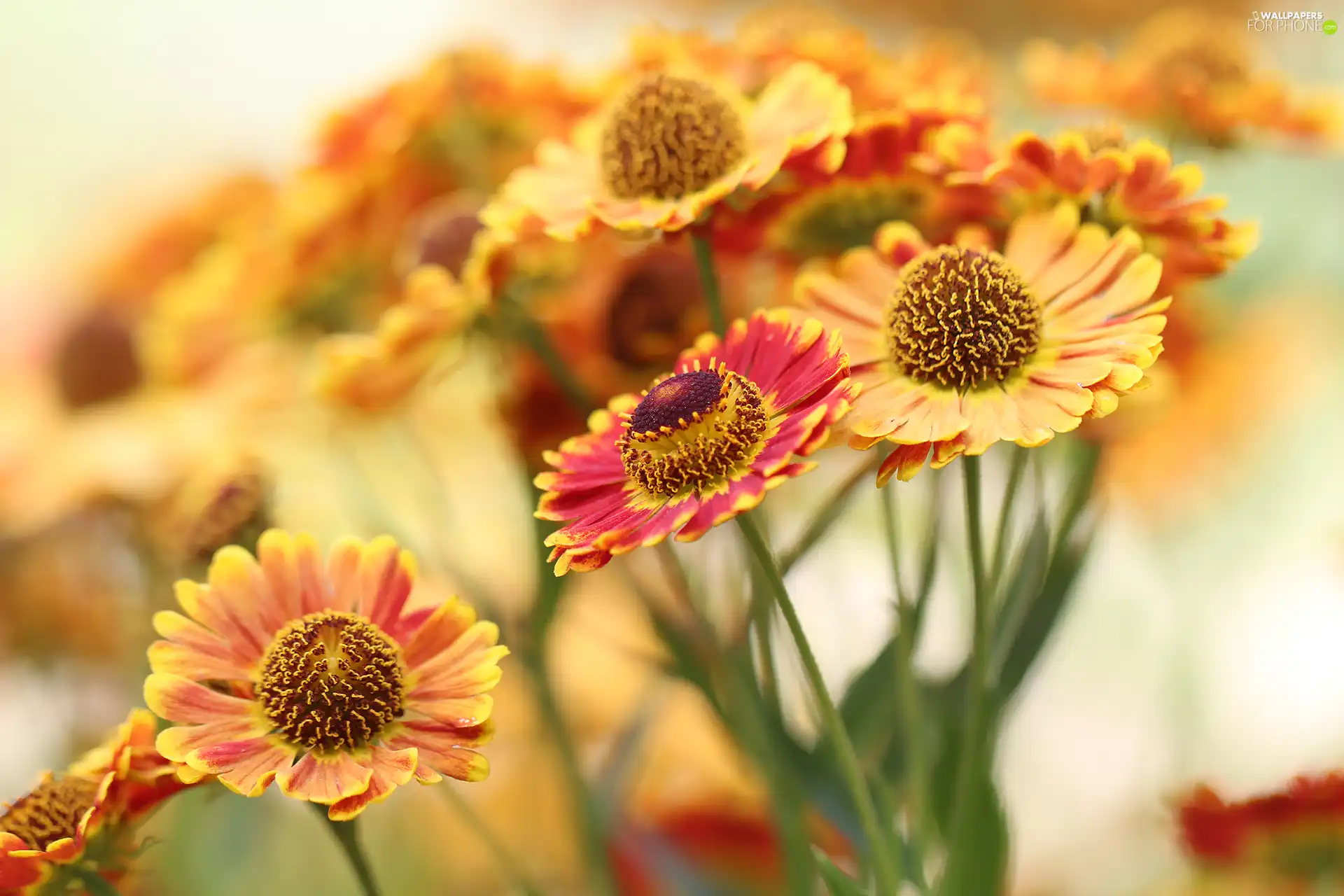 Flowers, Helenium Hybridum, Yellow-orange