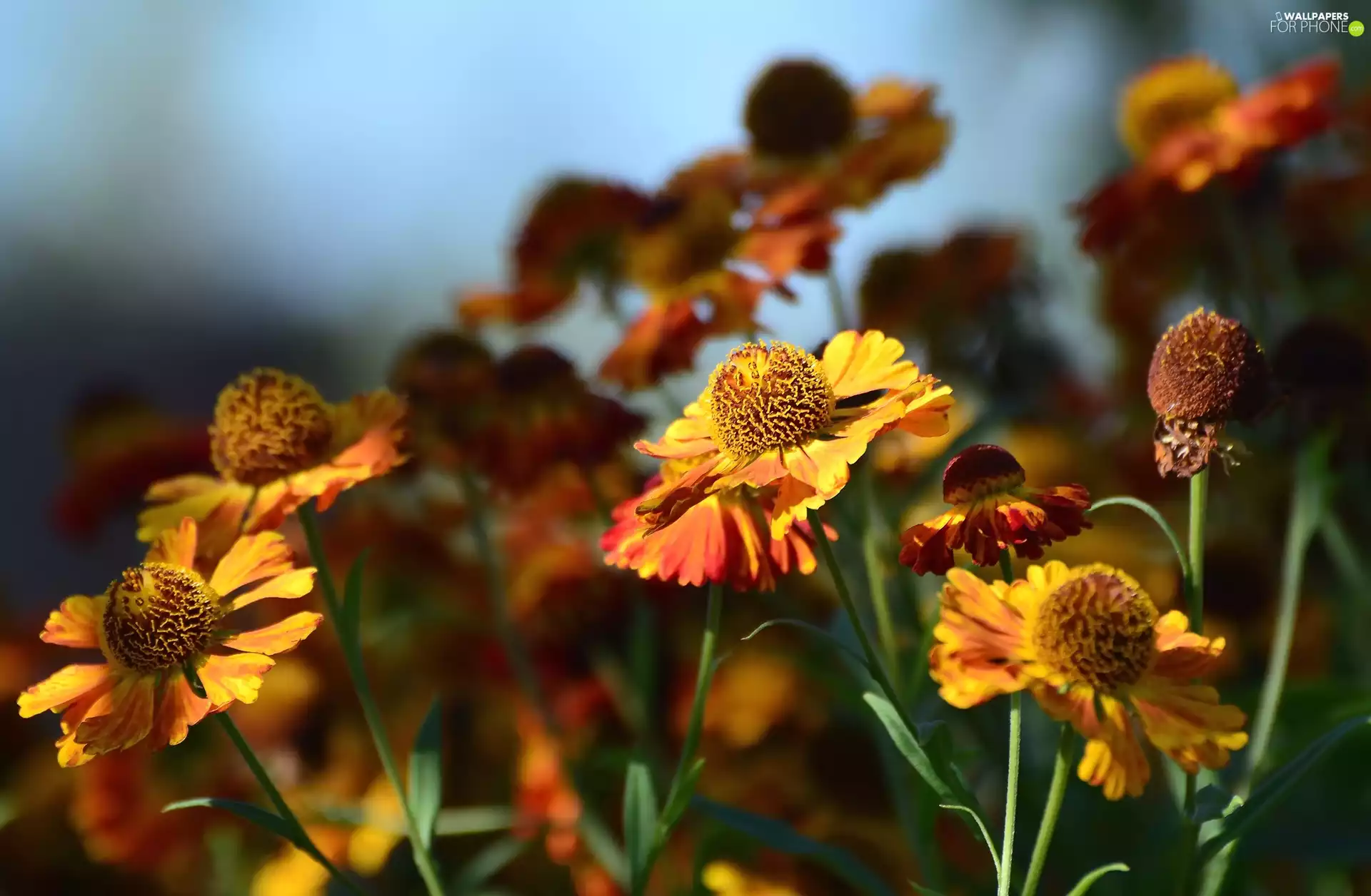 Helenium, Flowers, Orange
