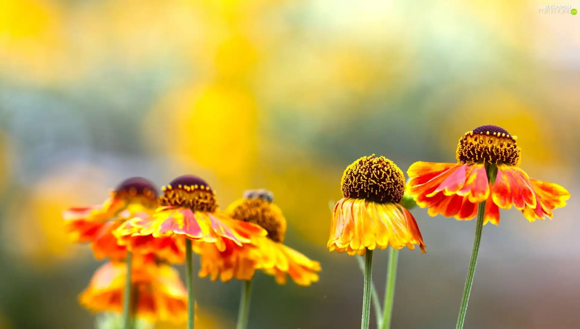 Orange, Helenium