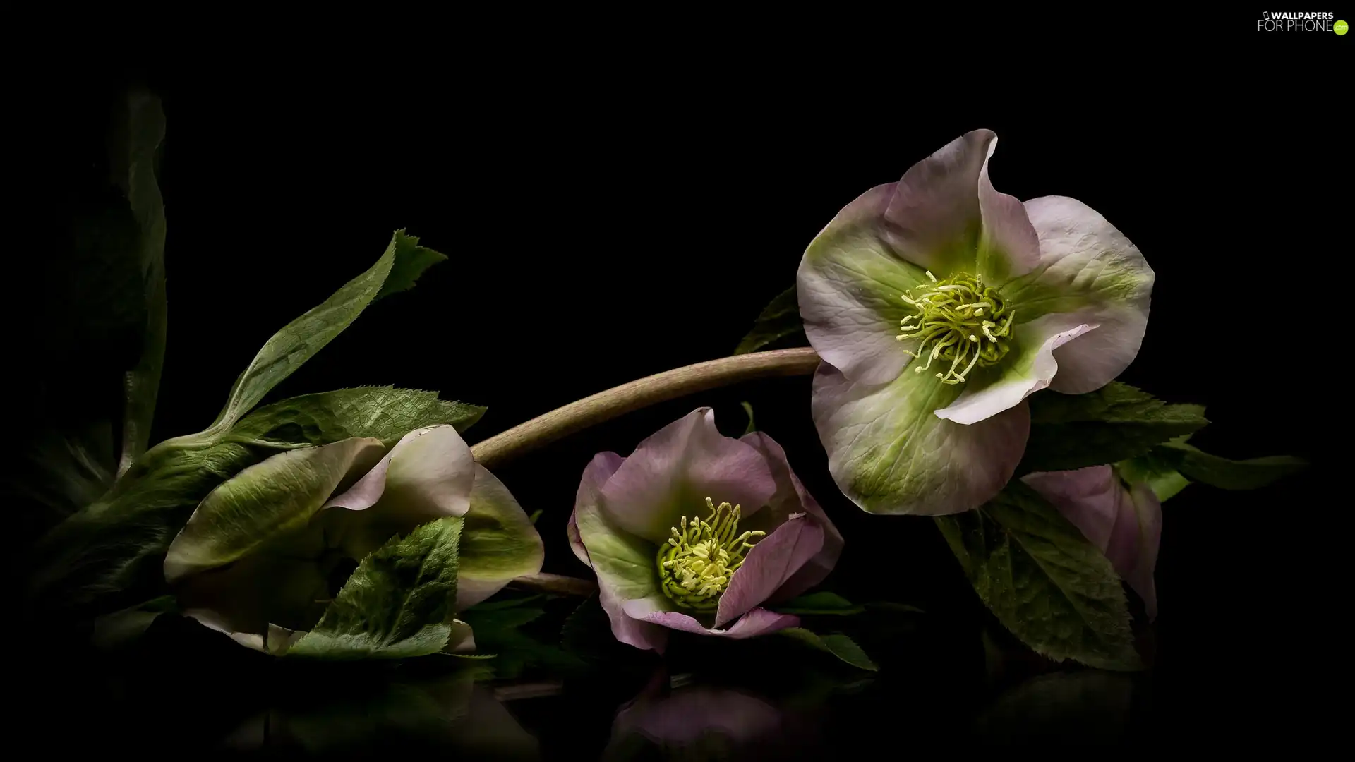 black background, Flowers, Helleborus