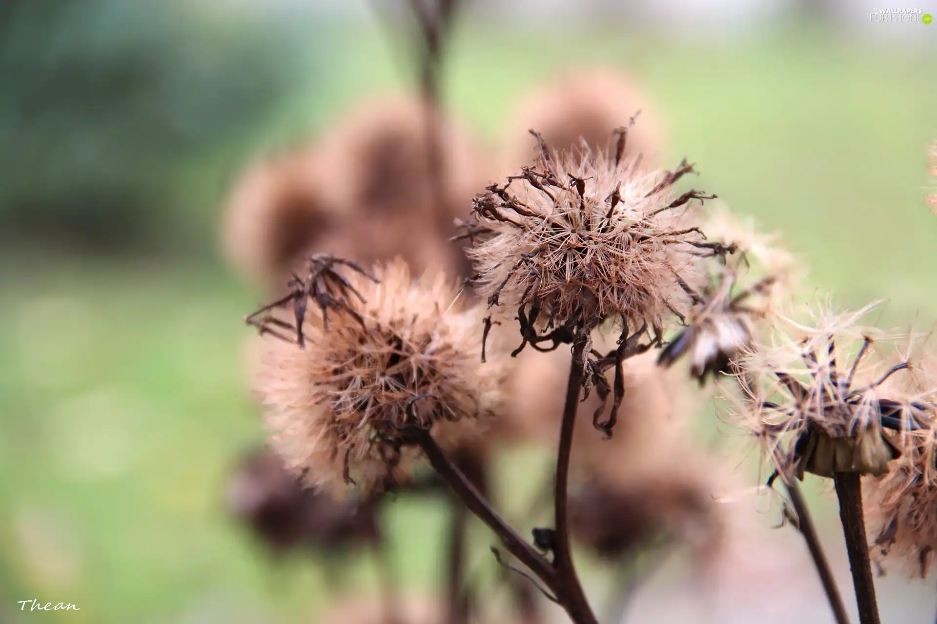 menopause, The herb