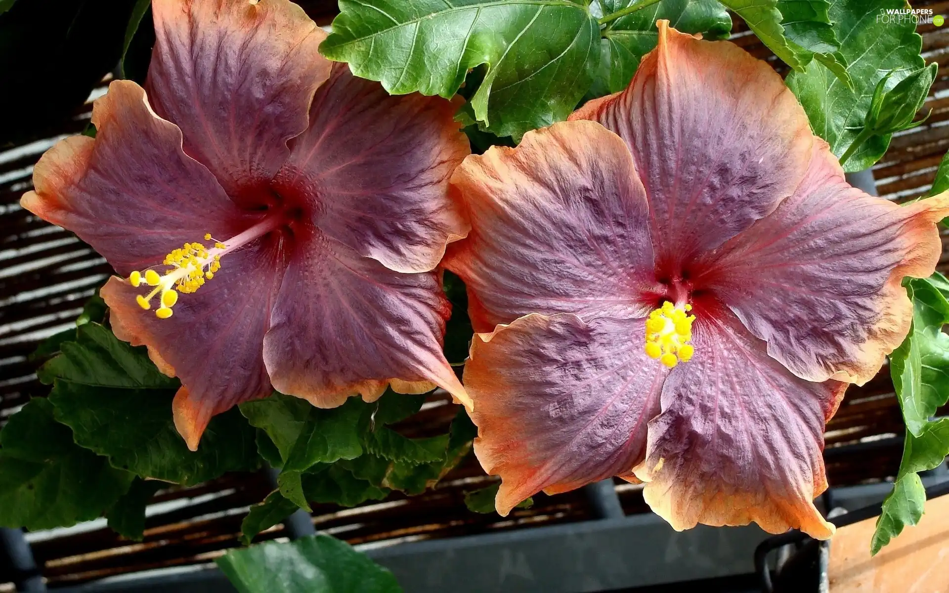 Flowers, hibiskus