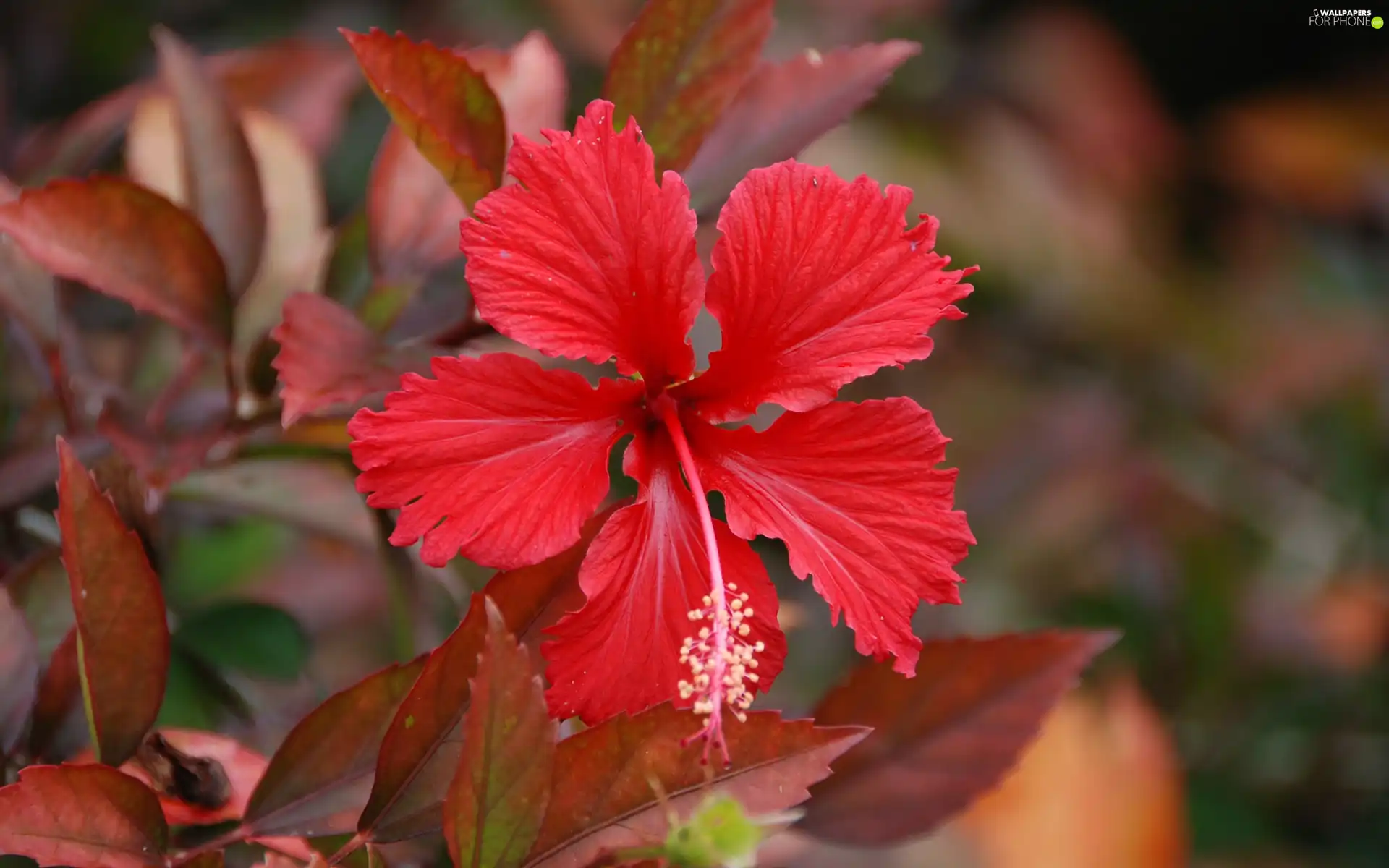 Red, hibiskus