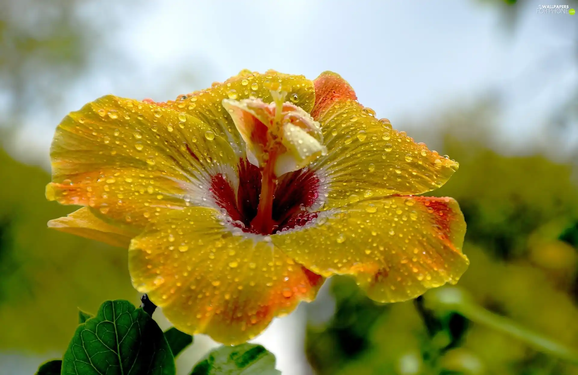 Yellow, hibiskus