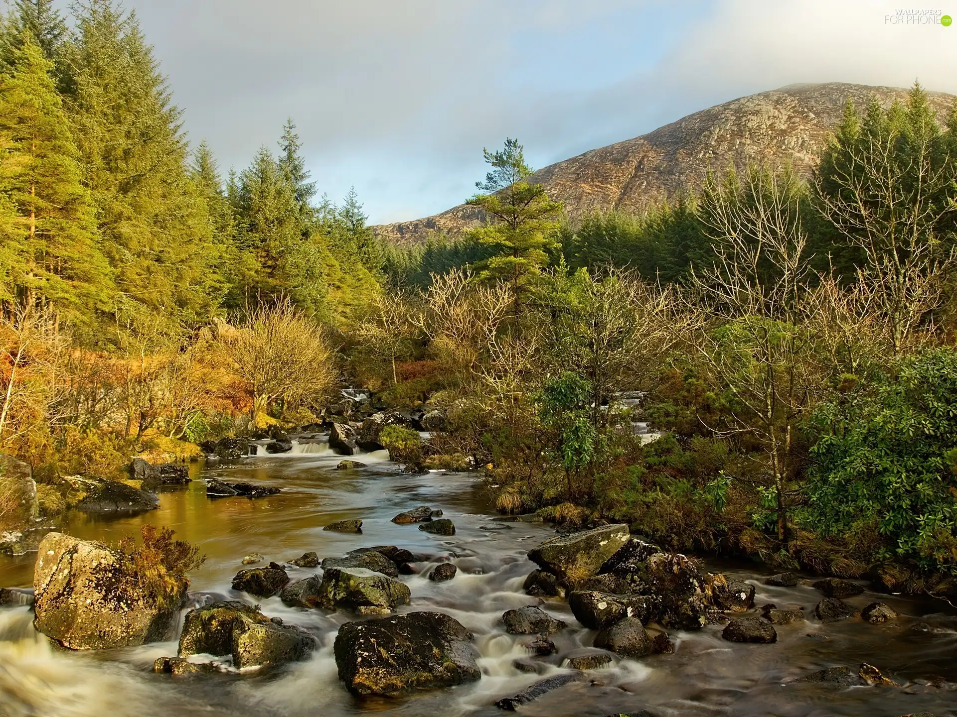 River, Spruces, Hill, Stones