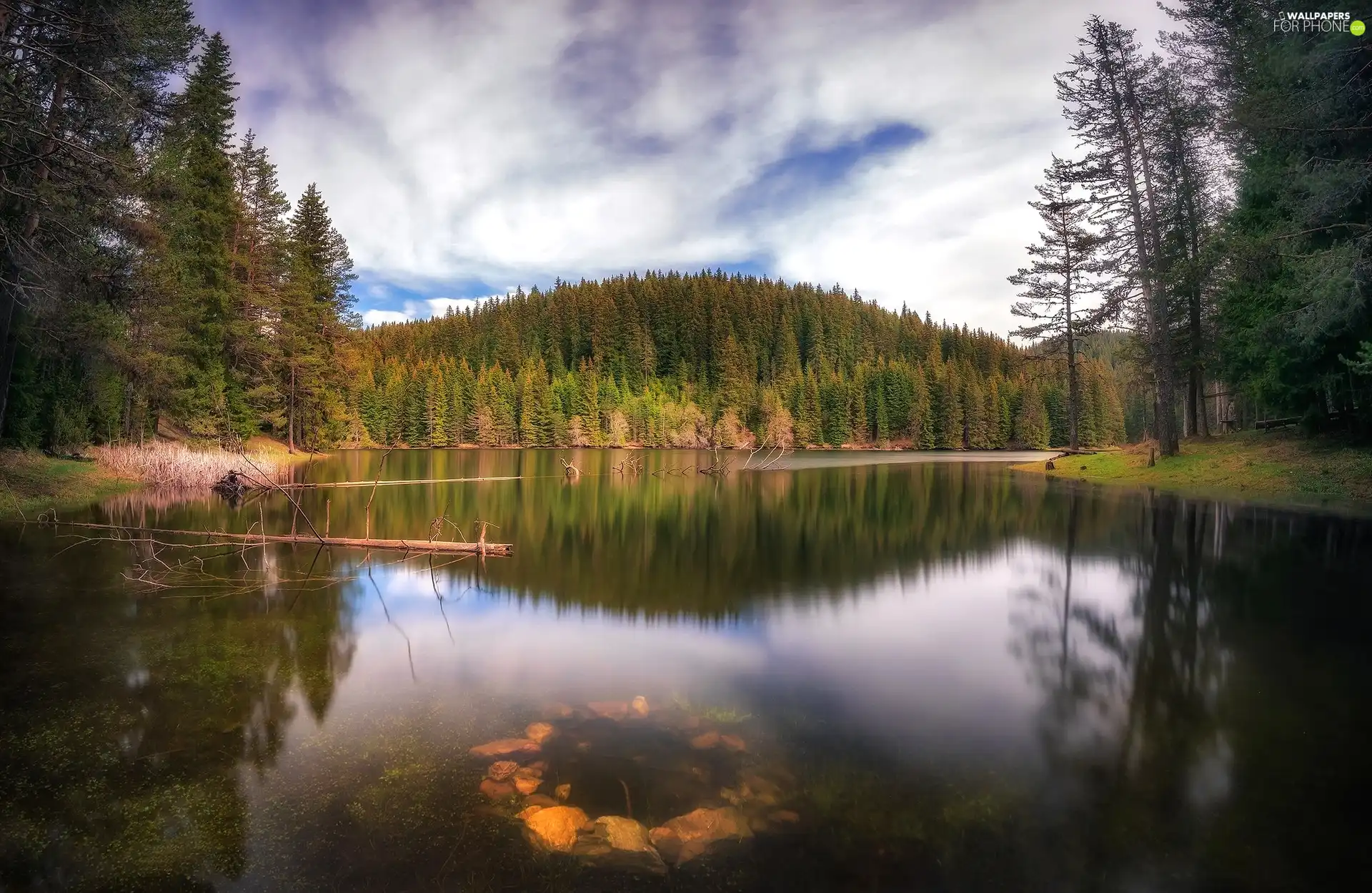 viewes, Hill, woods, trees, River