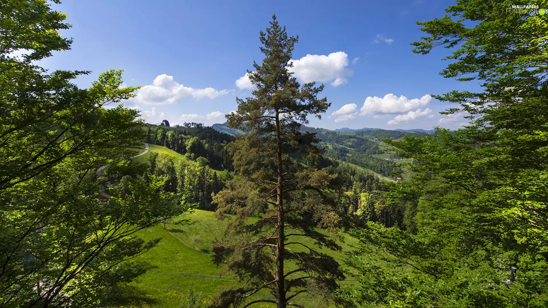 The Hills, viewes, VEGETATION, trees