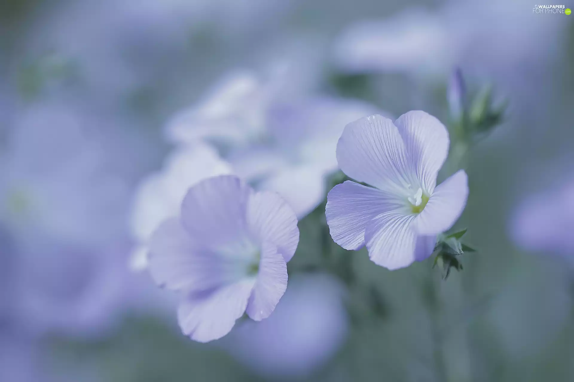 Linum Hirsutum, Flowers, rapprochement, lilac