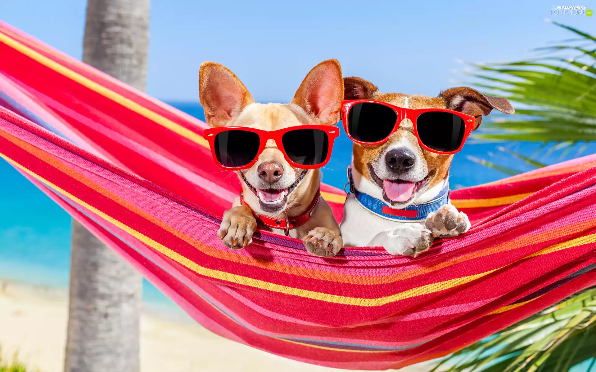 holiday, Two cars, Jack Russell Terier, Dogs, Funny, Hammock, Glasses