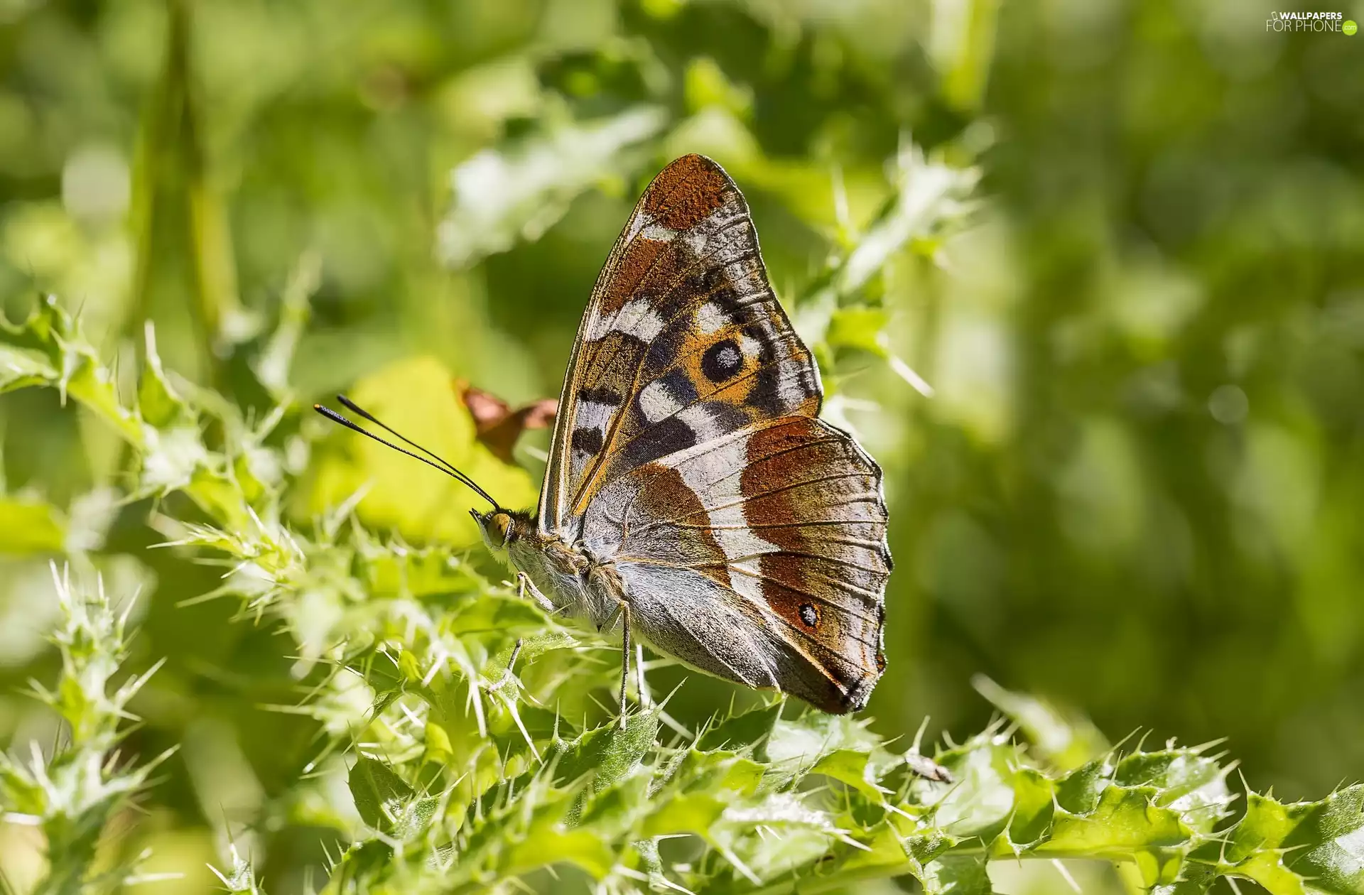 ligh, plant, flash, holly, butterfly, sun, luminosity