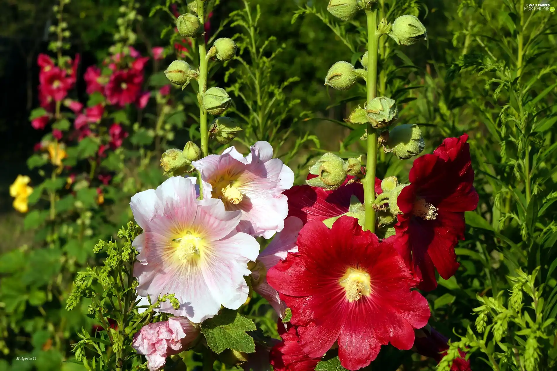 flourishing, Hollyhocks