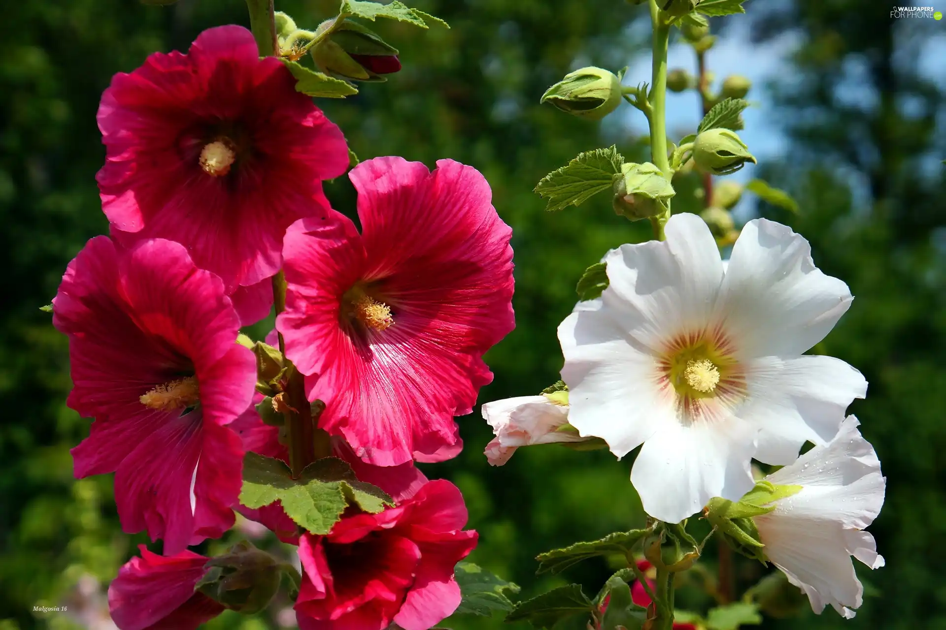 flourishing, Red, Hollyhocks, White