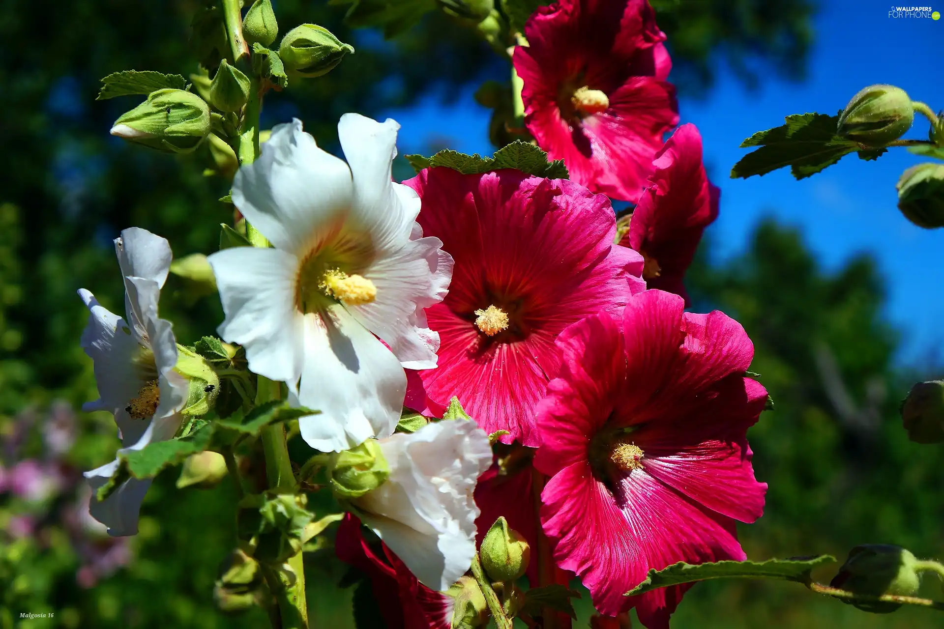 flourishing, Hollyhocks