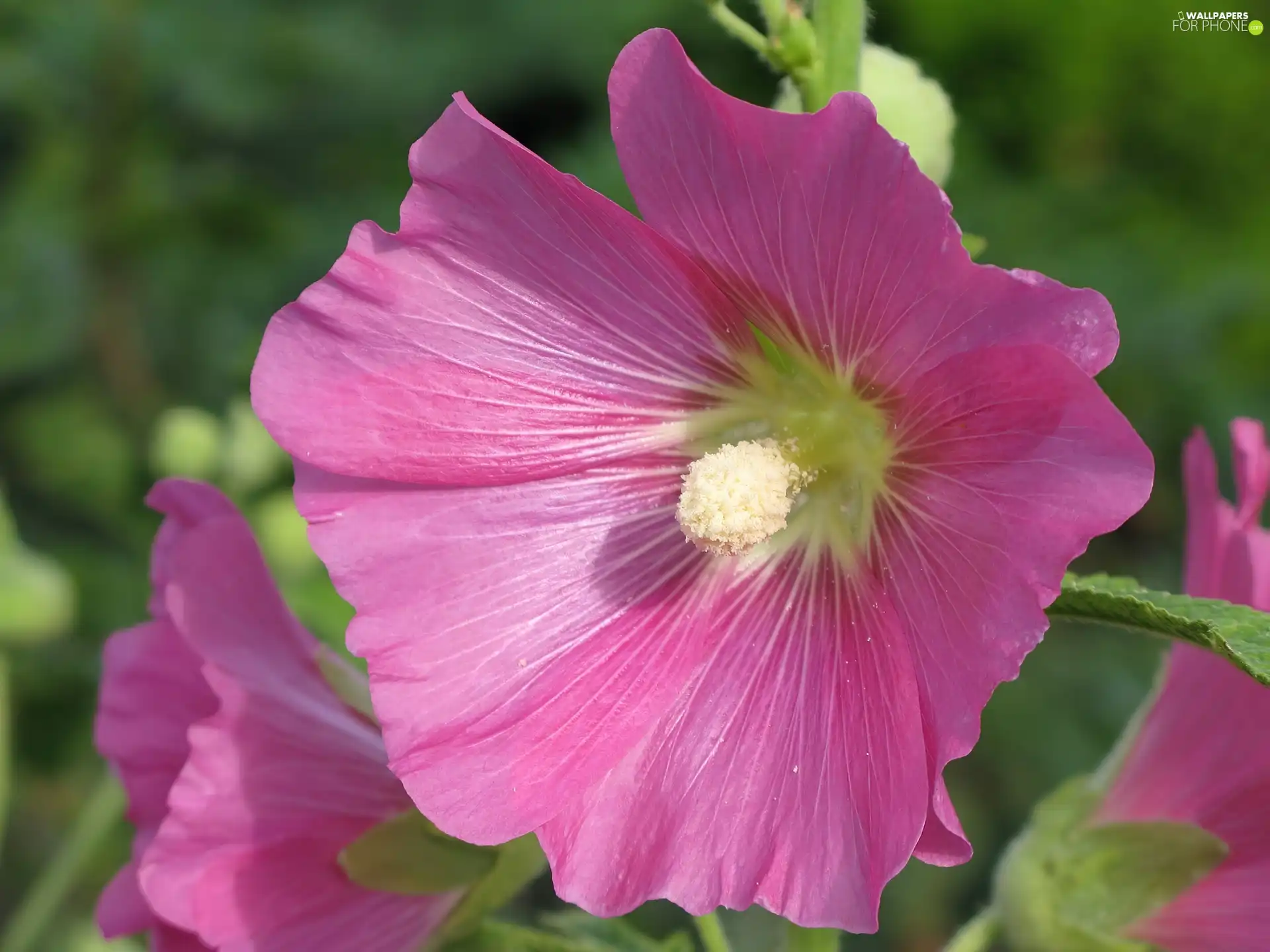 Hollyhocks, Pink, Flowers