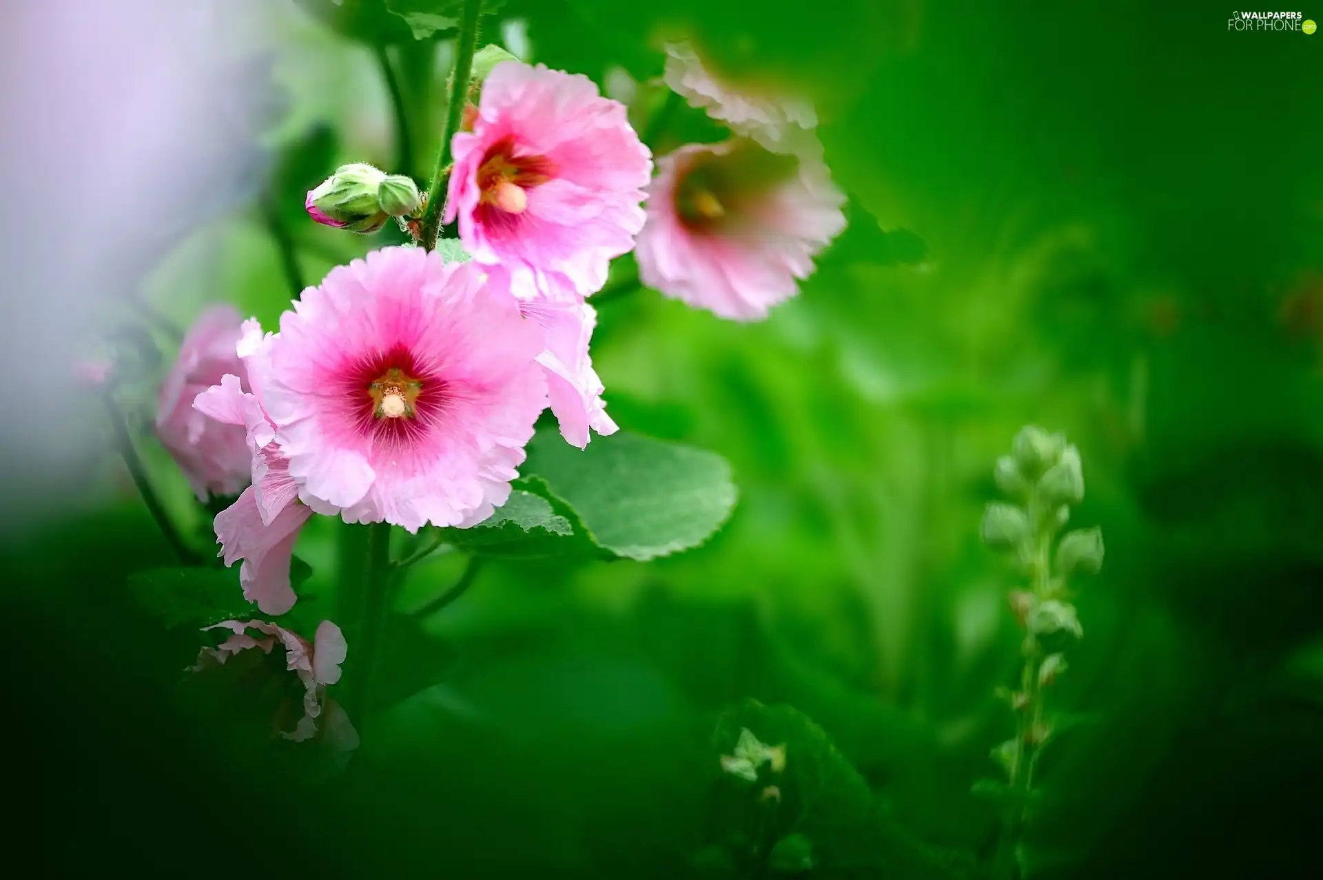 Flowers, Hollyhocks