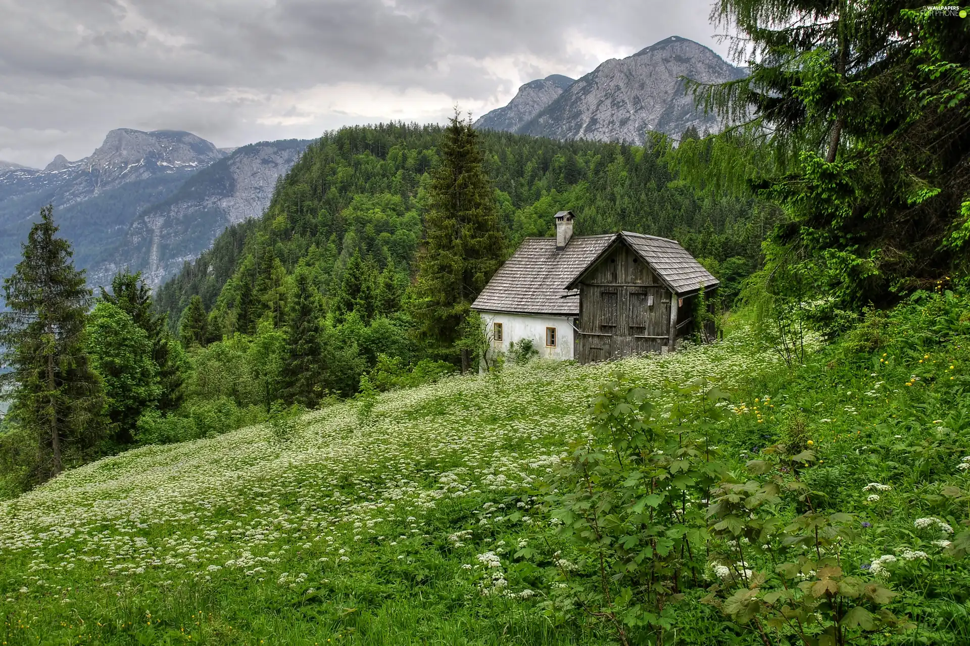 Home, Flowers, woods, Meadow, Mountains