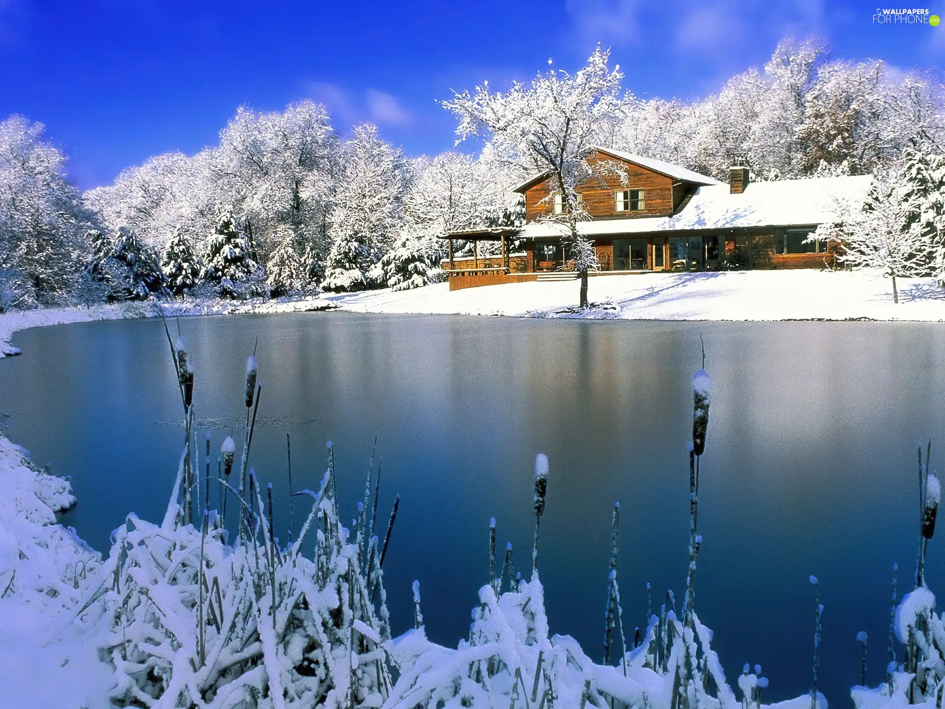 winter, lake, Home, little doggies