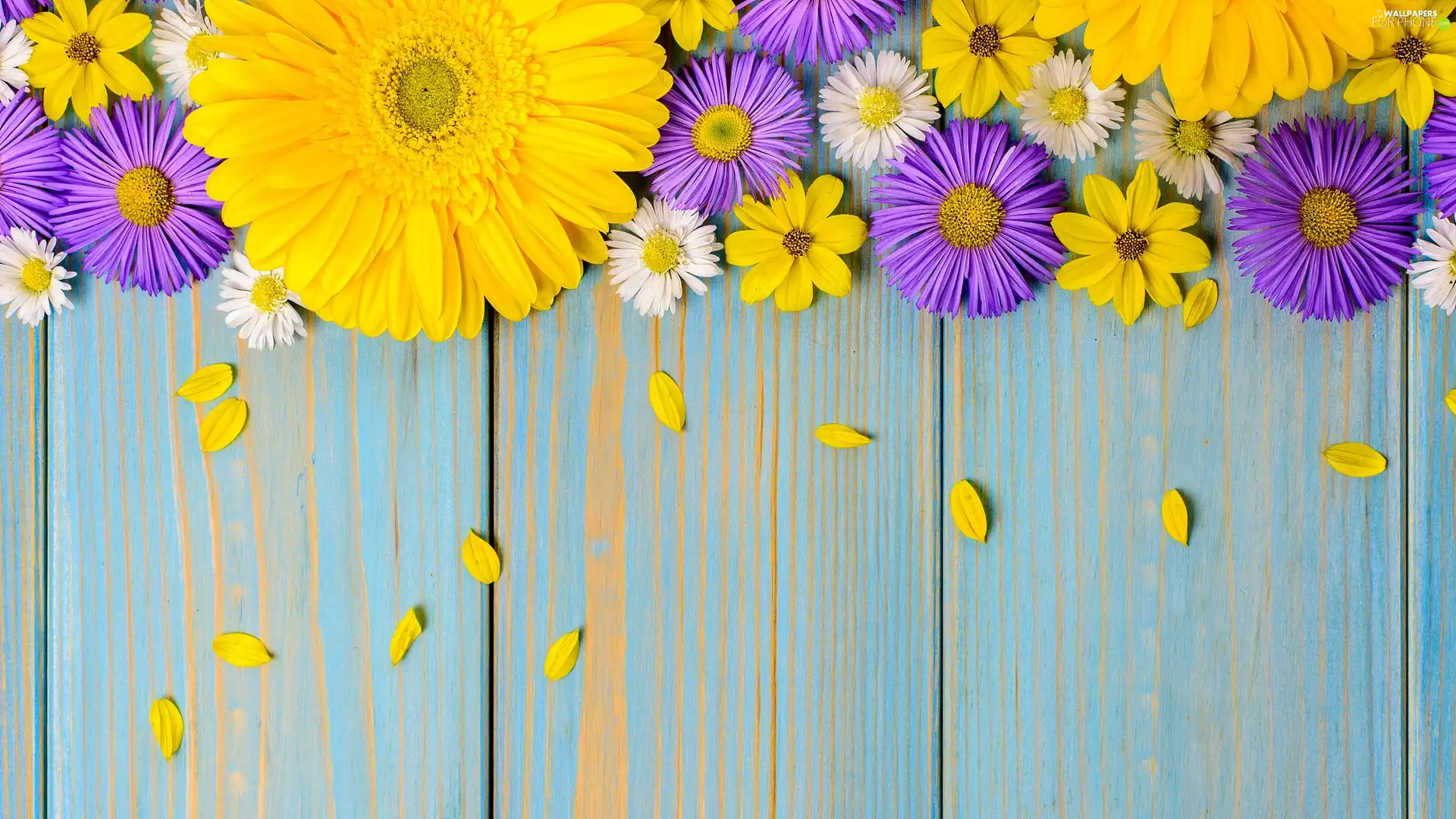 Astra, boarding, Yellow Honda, Gerbera, daisies