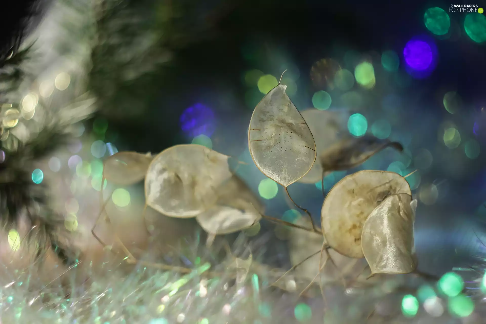 Annual honesty, plant, Bokeh, dry