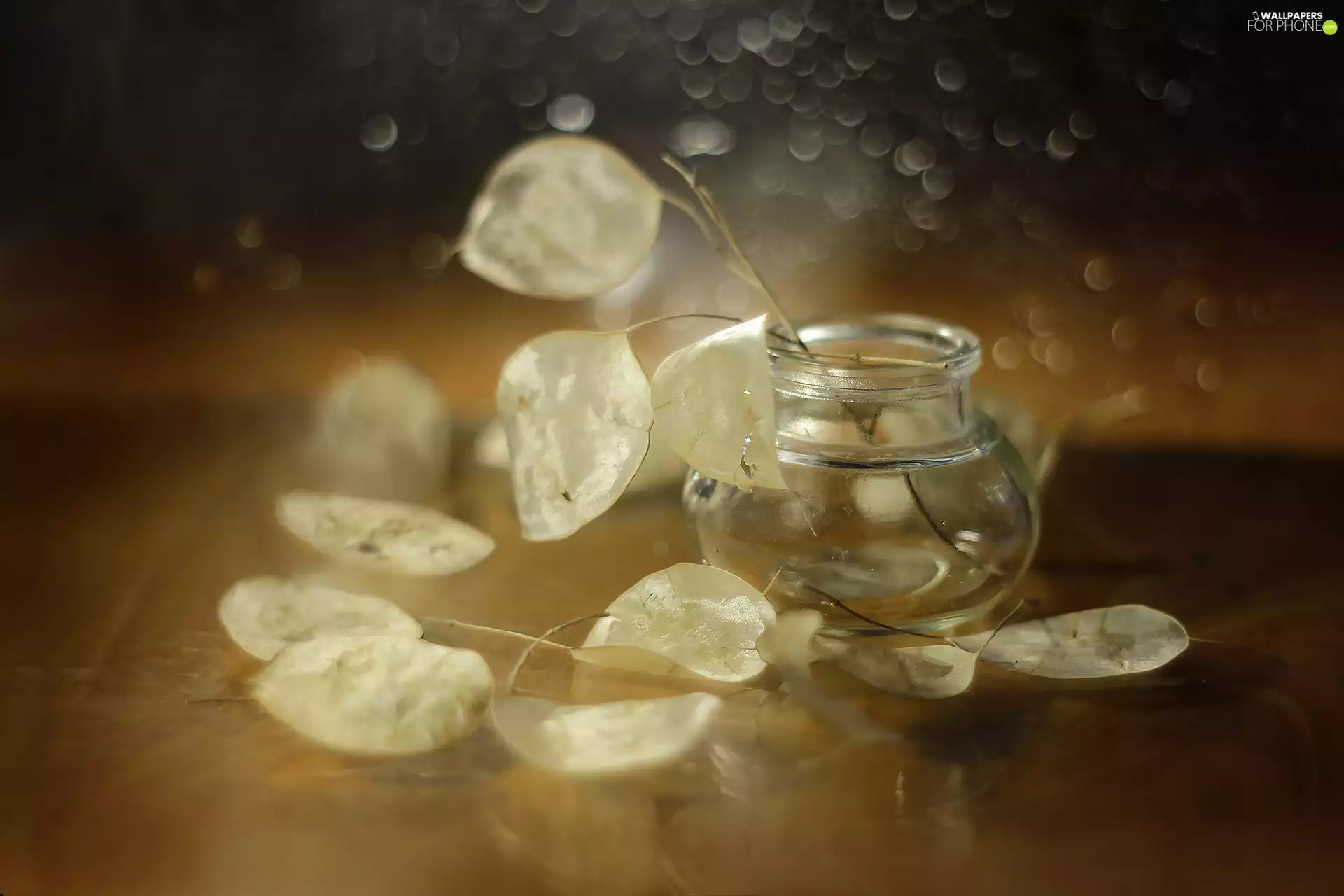 Annual honesty, Plants, vase, dry