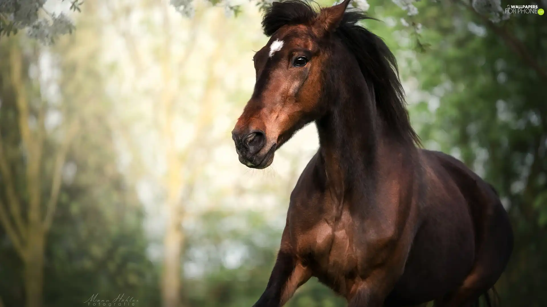 Horse, Brown, bay