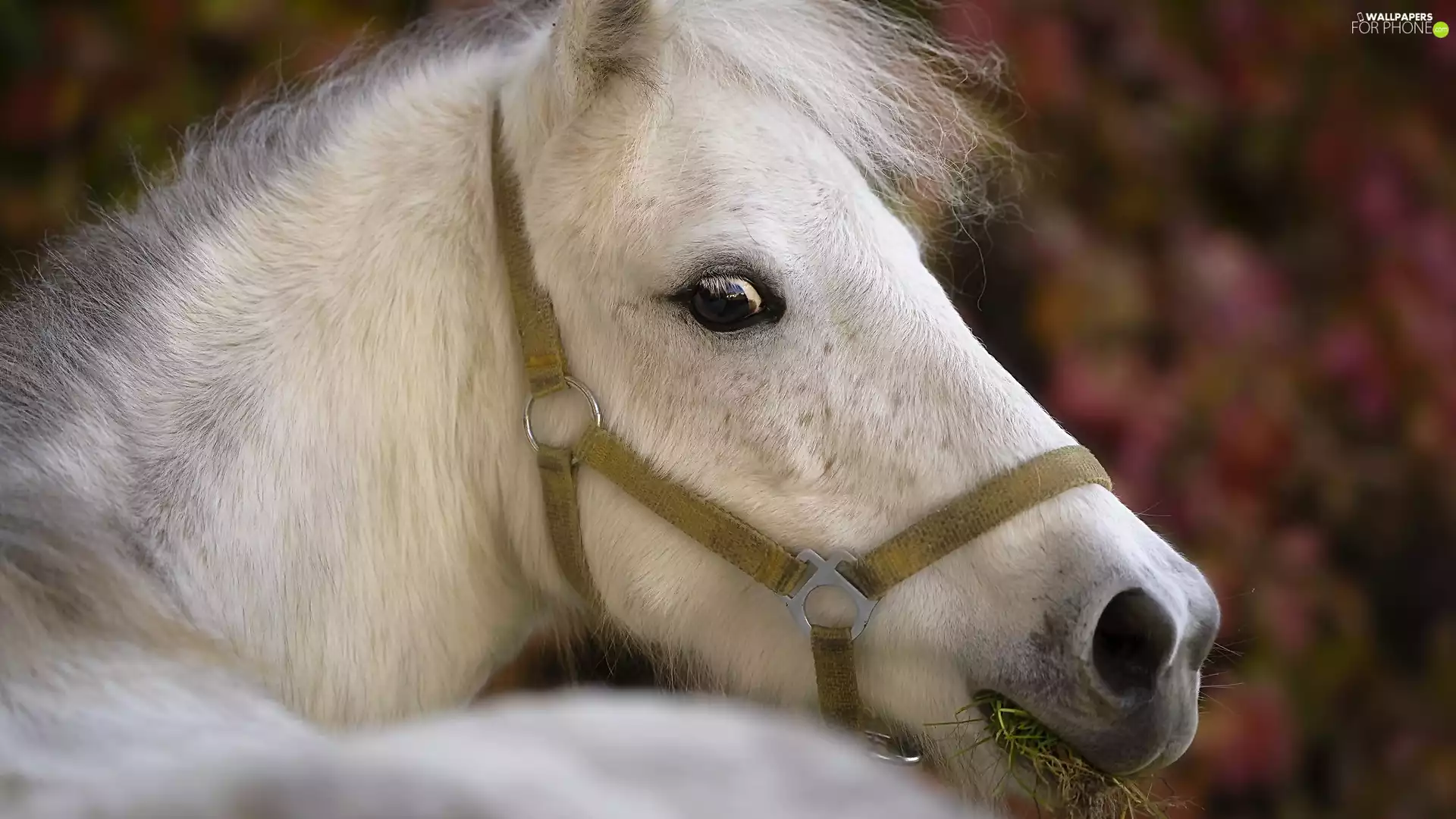 Shetland Pony, White, Horse