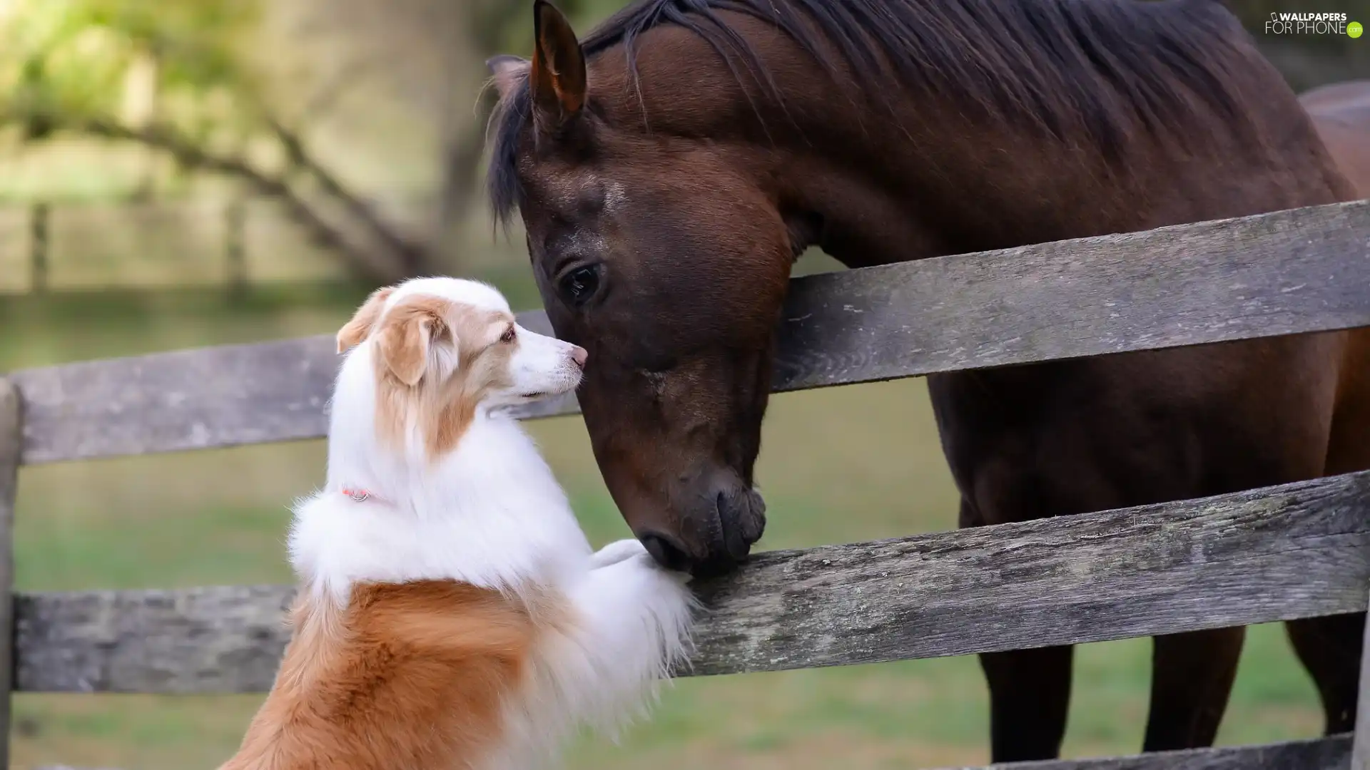 dog, Horse, white and red