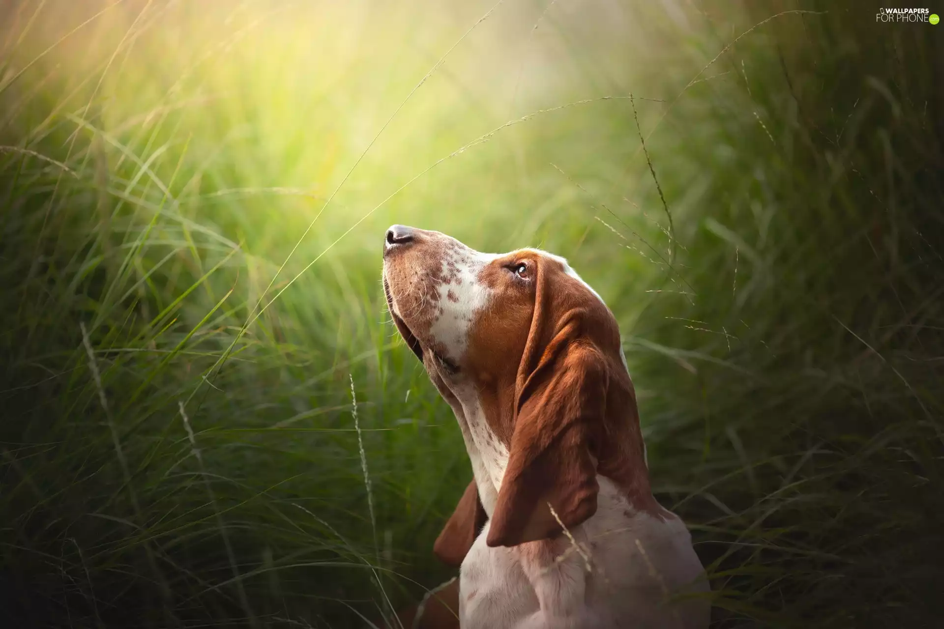Head, grass, Basset Hound, The raised, dog