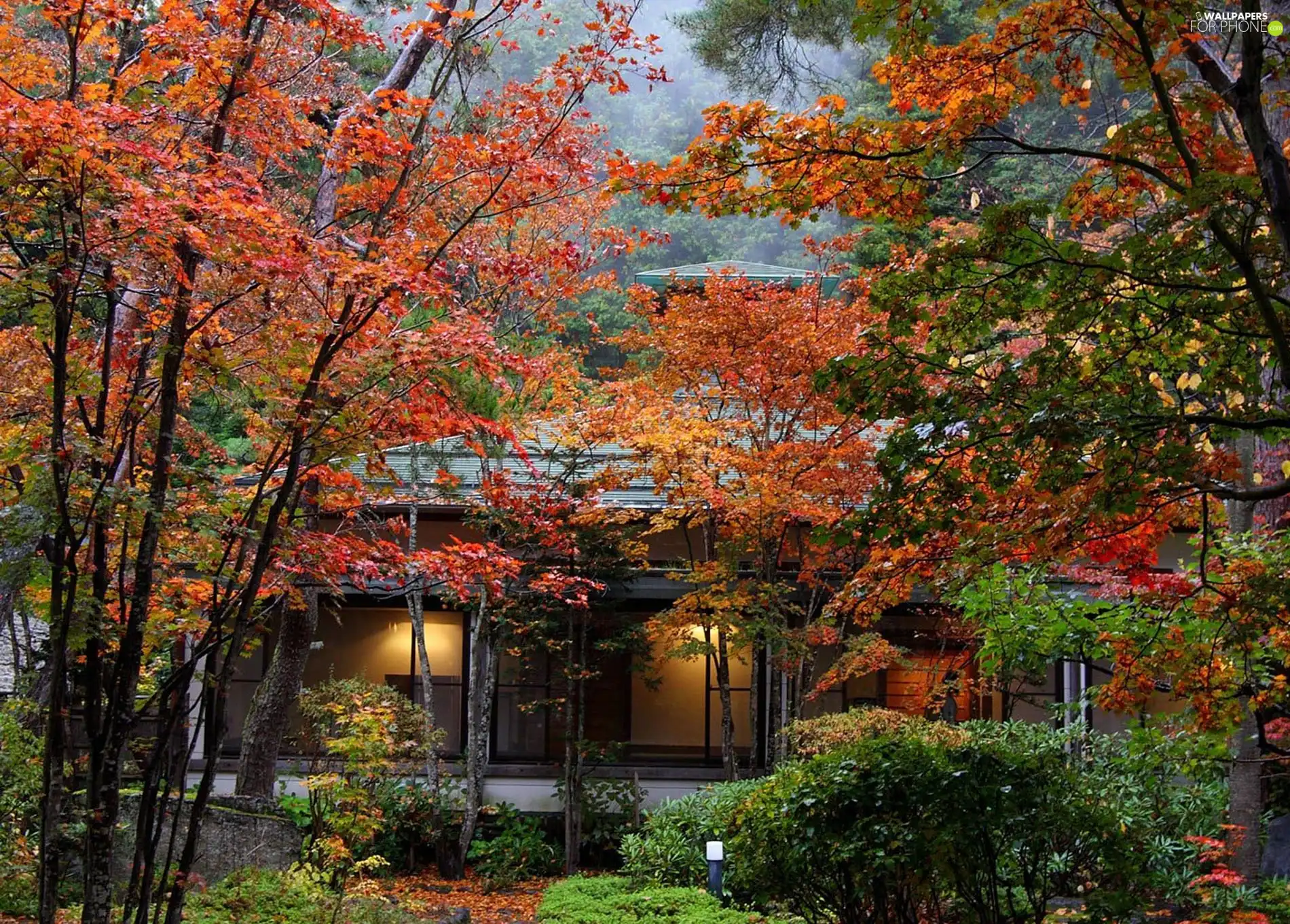 house, autumn, Garden