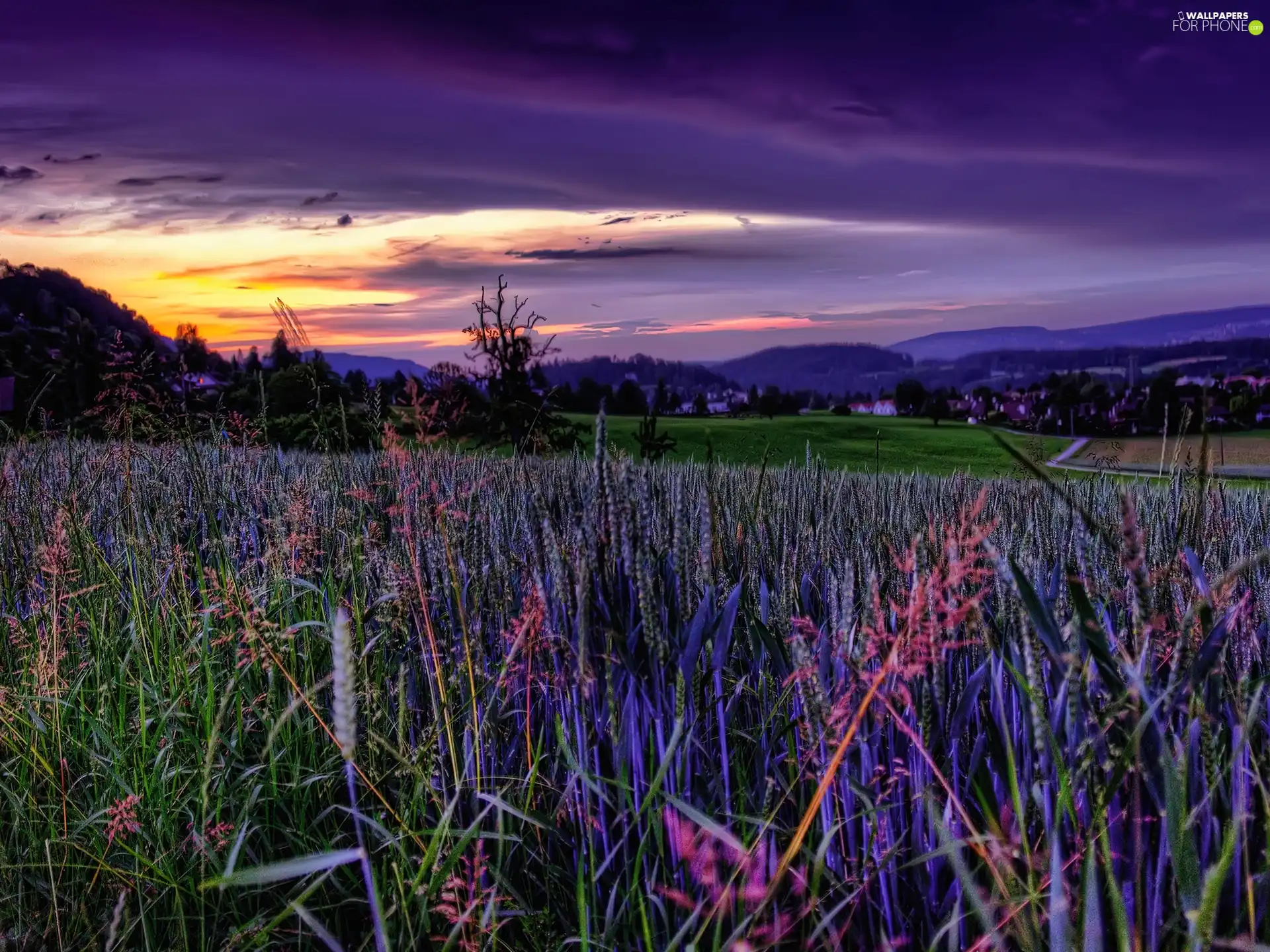 Meadow, Houses