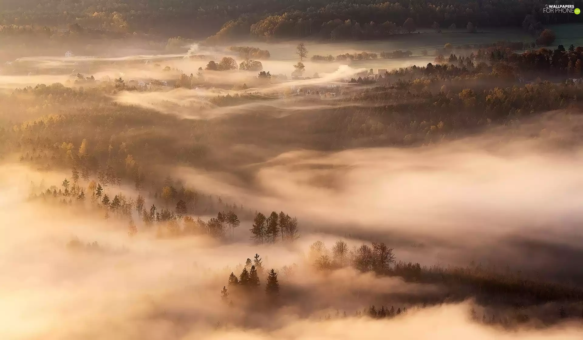 forest, Houses, trees, viewes, Fog