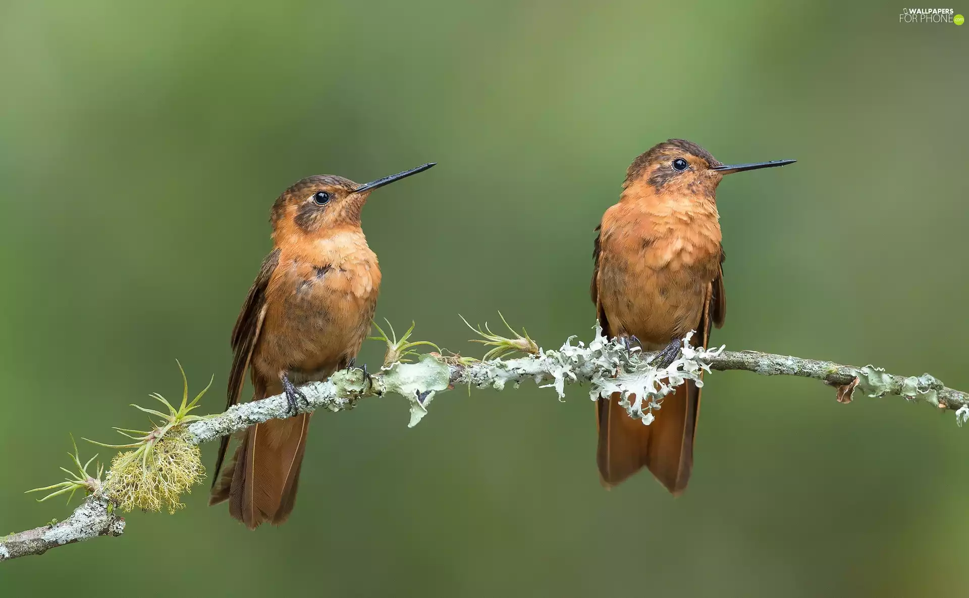 Hummingbirds, twig, birds, hummingbirds, Two cars